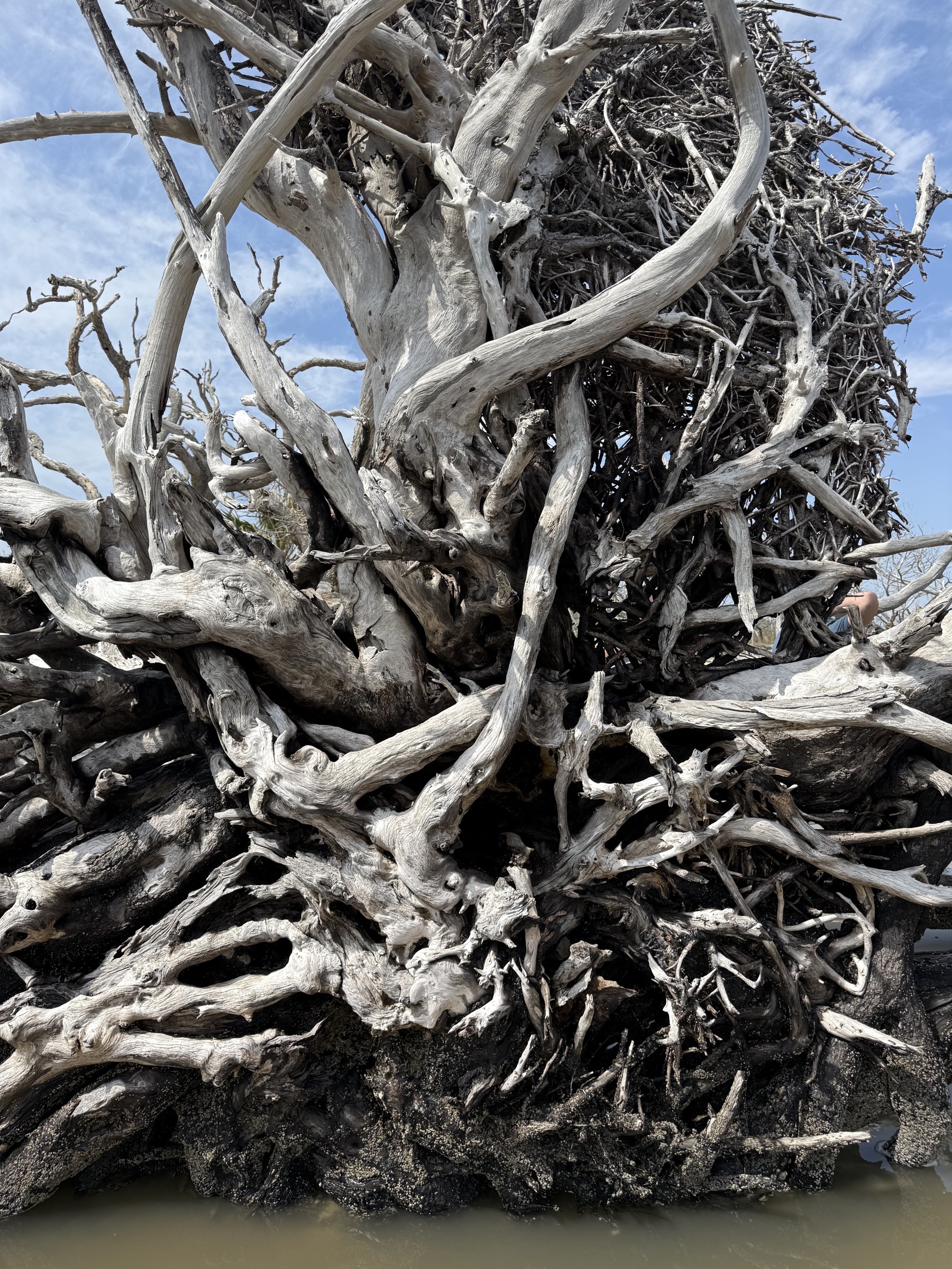 Driftwood Beach