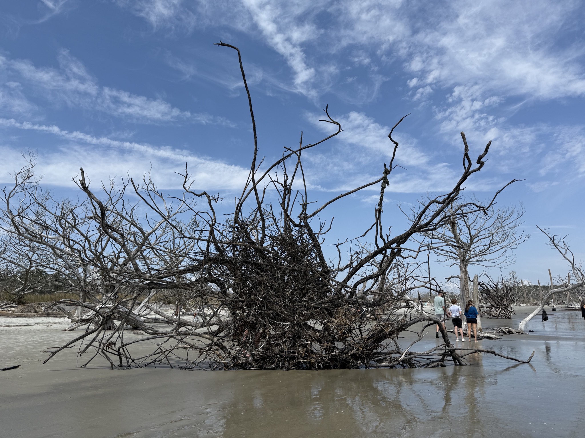 Driftwood Beach