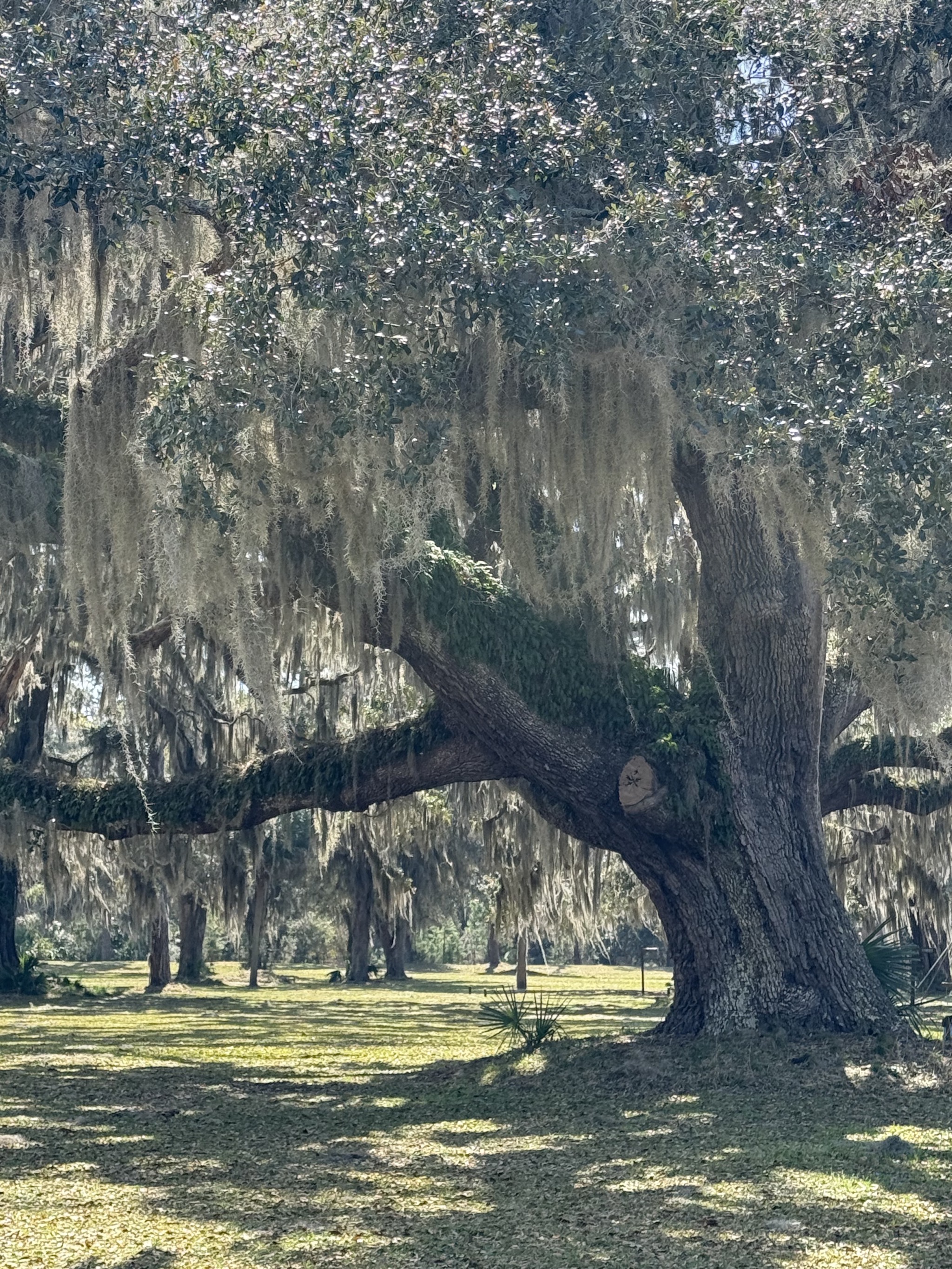 Ancient live oak tree