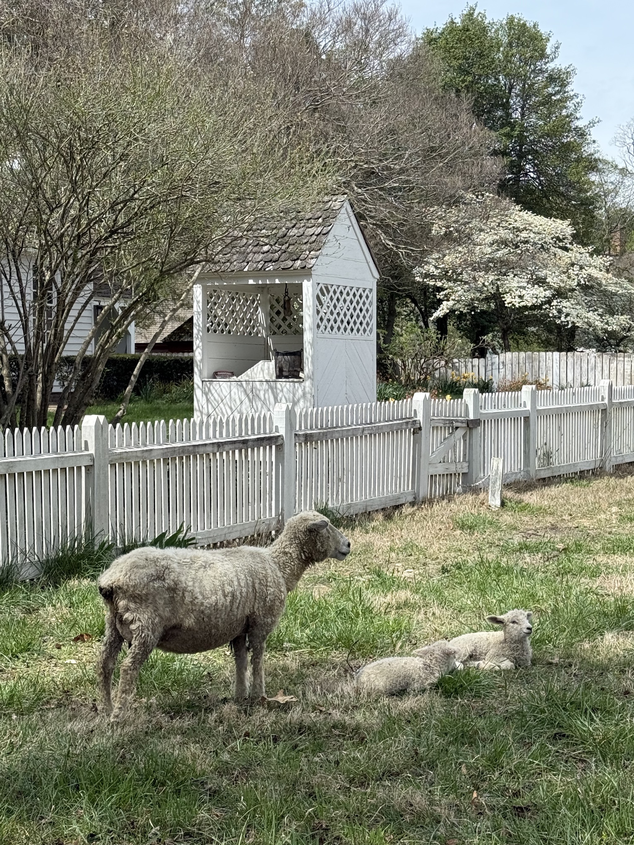 Sheep