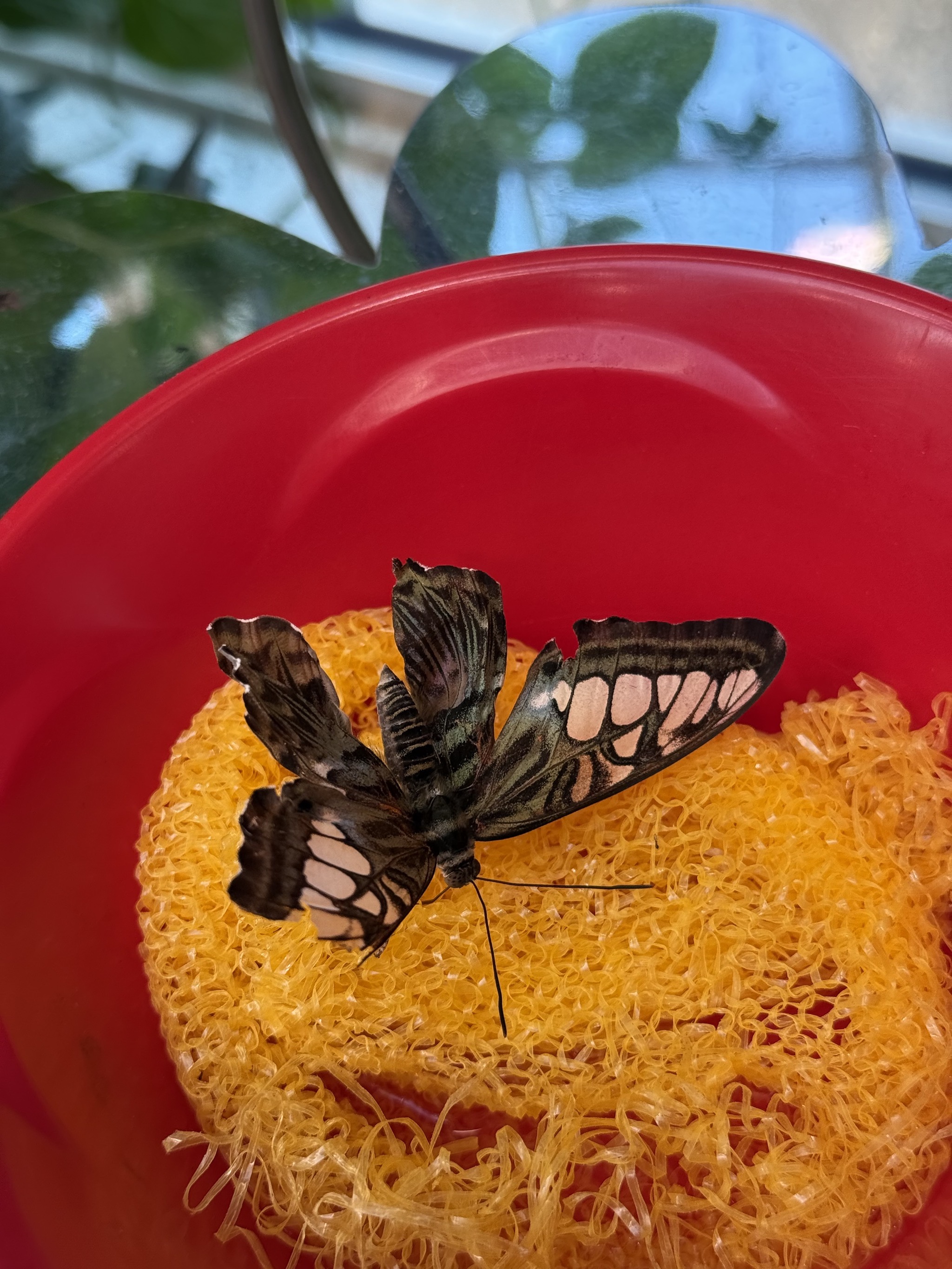 Butterfly atrium