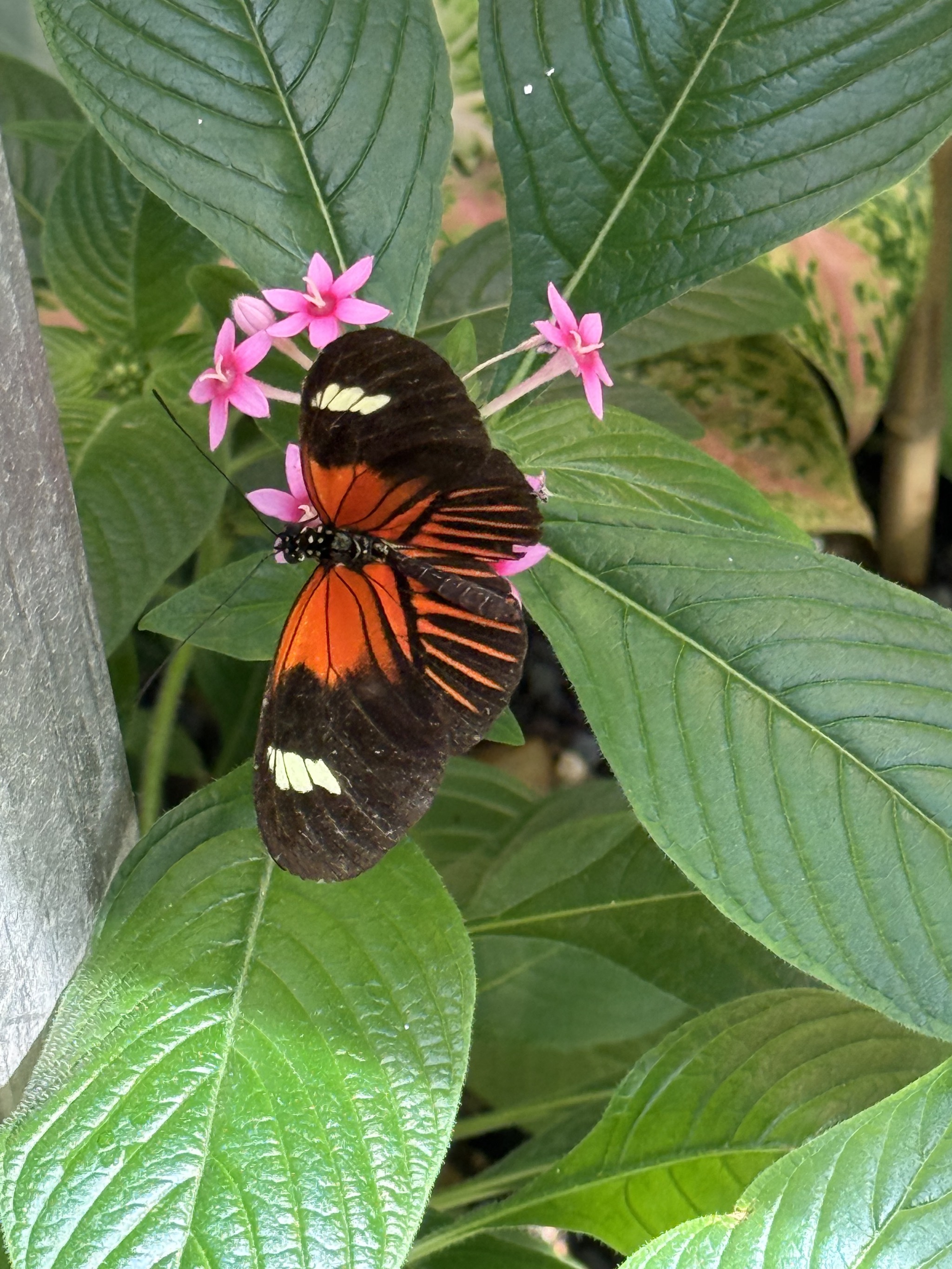 Butterfly atrium