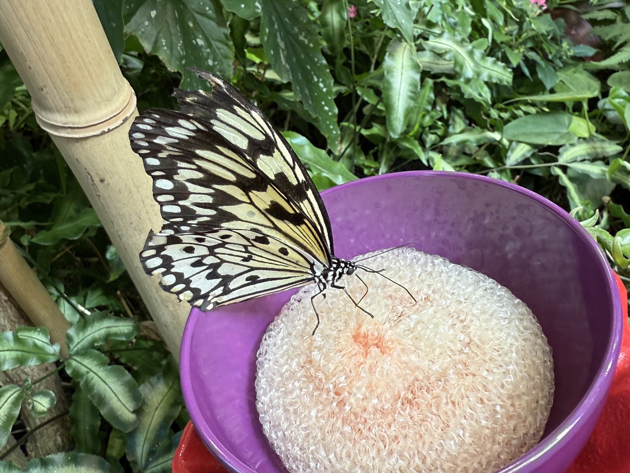 Butterfly atrium