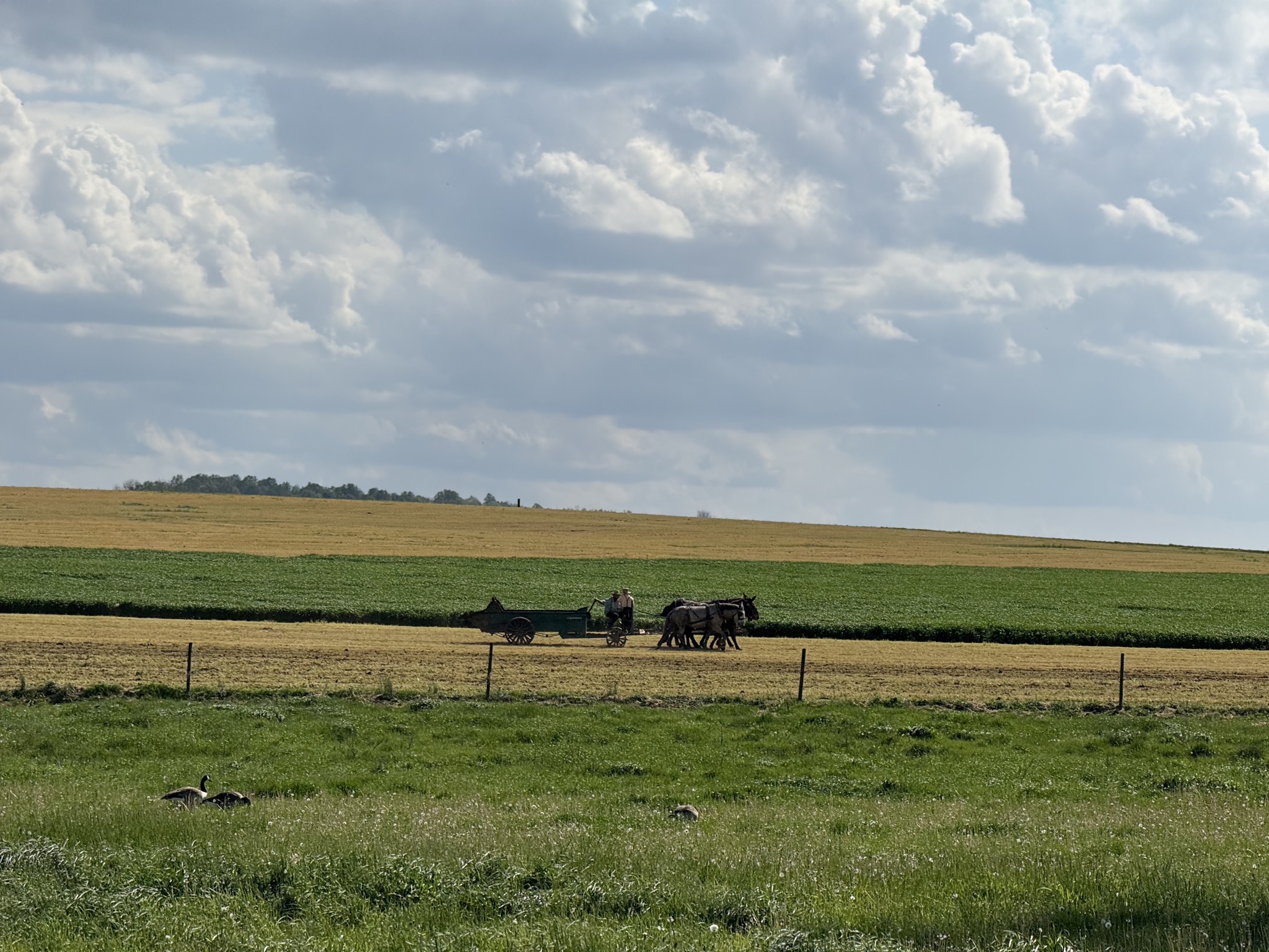 Amish working in field