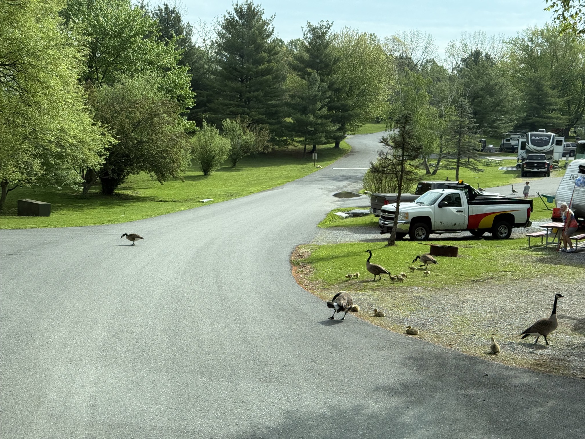 Geese and goslings on the road