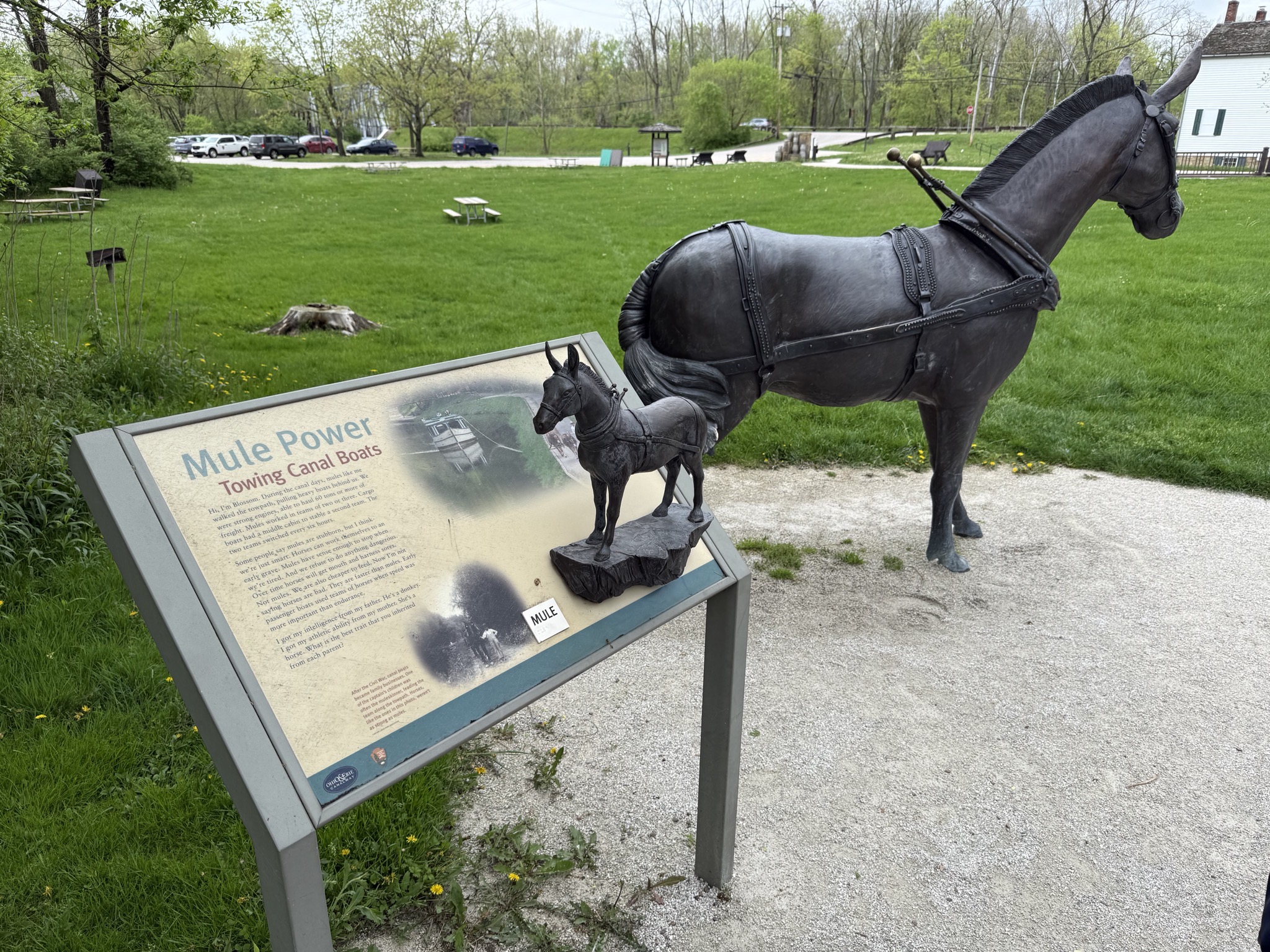 Mule power