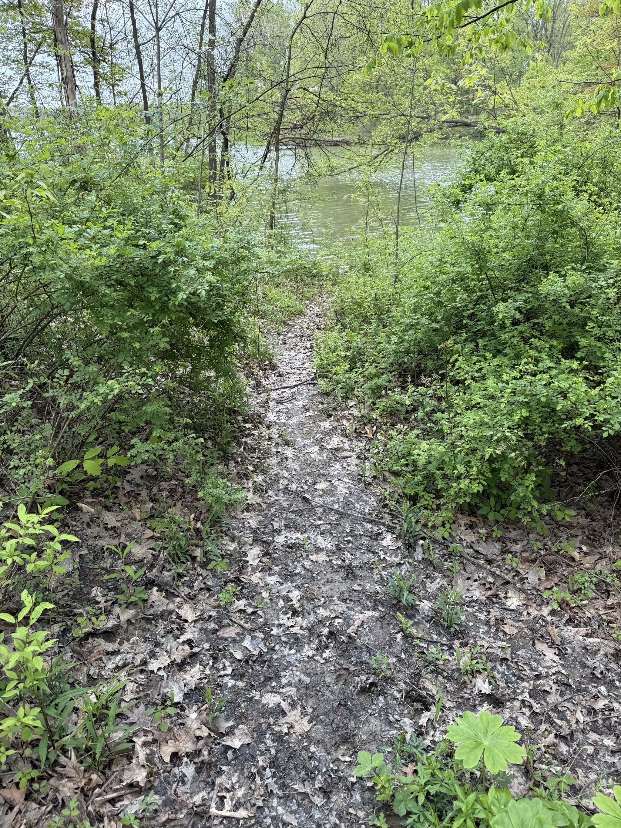 Track to lake