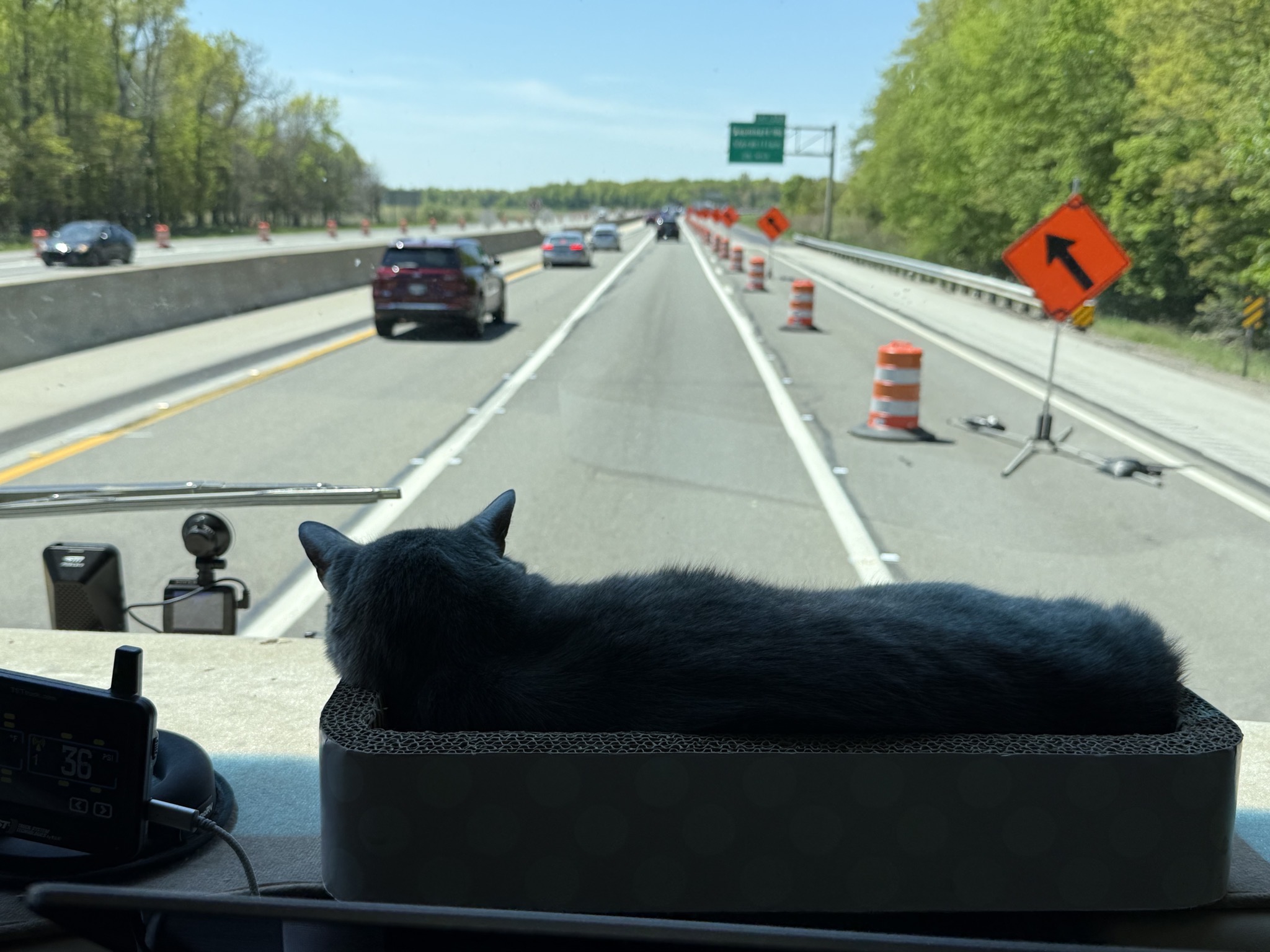 Paladin in his dash bed with some roadworks