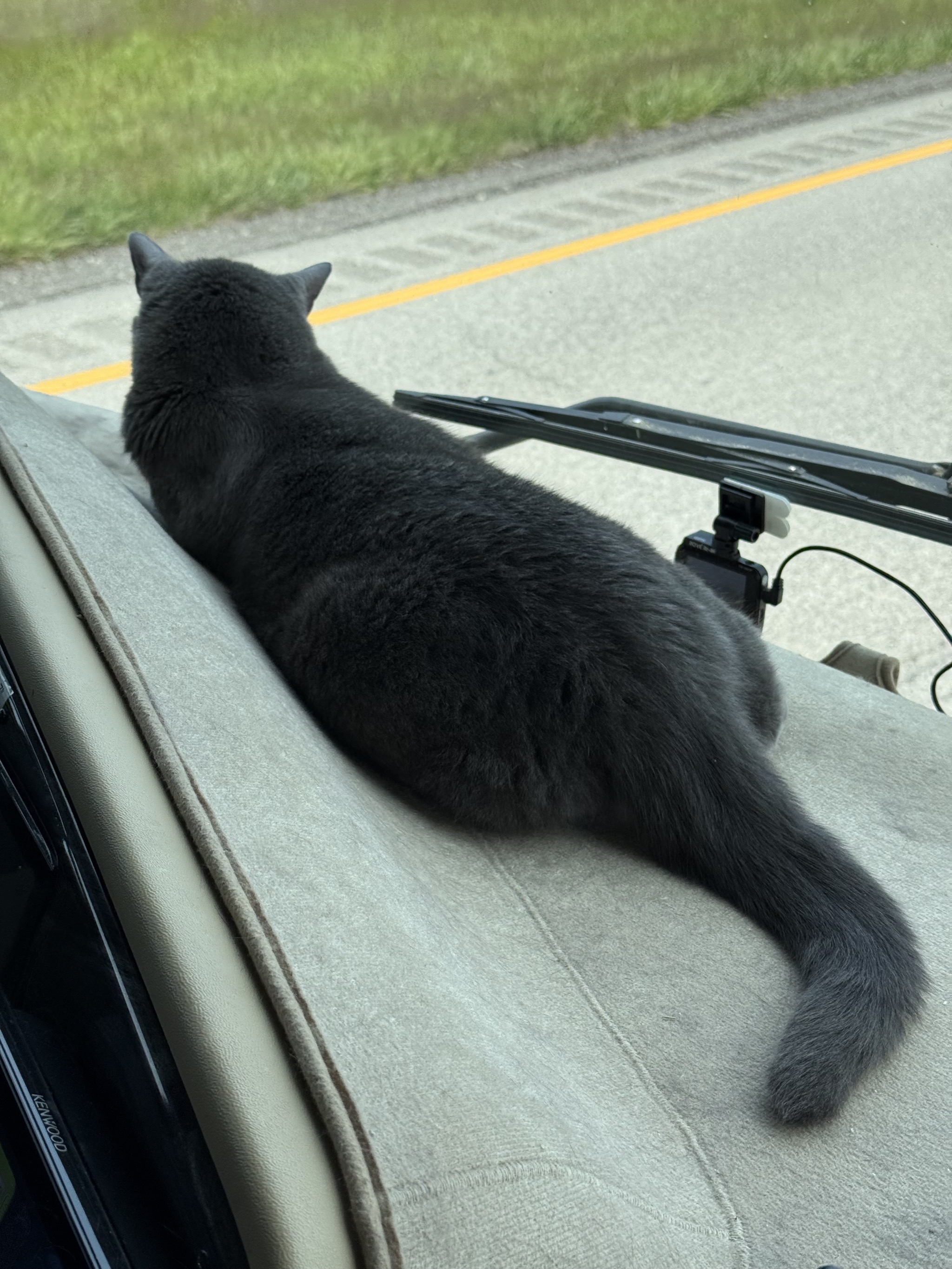 Paladin on the dash when underway