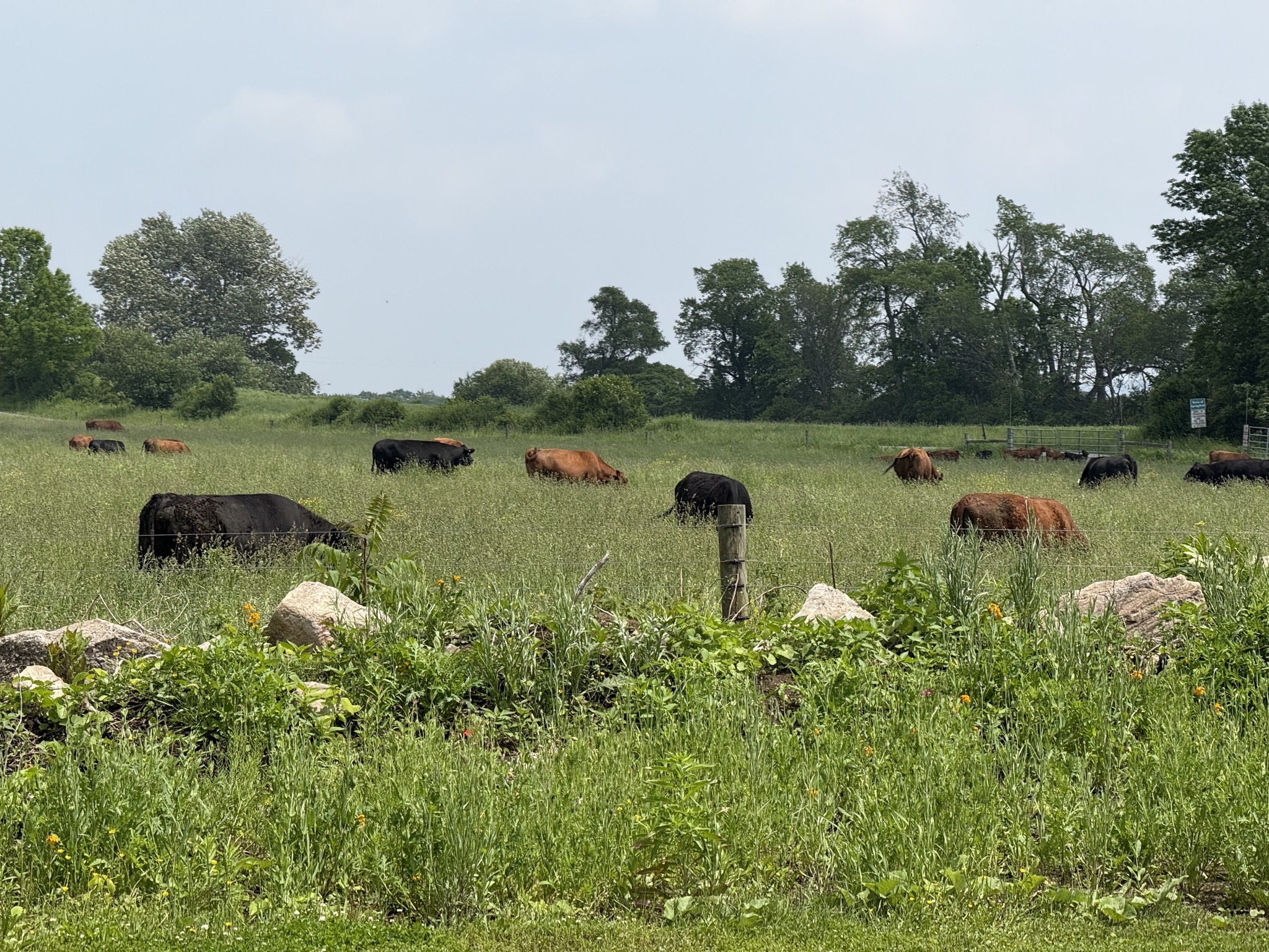 Cows in field next to RV park