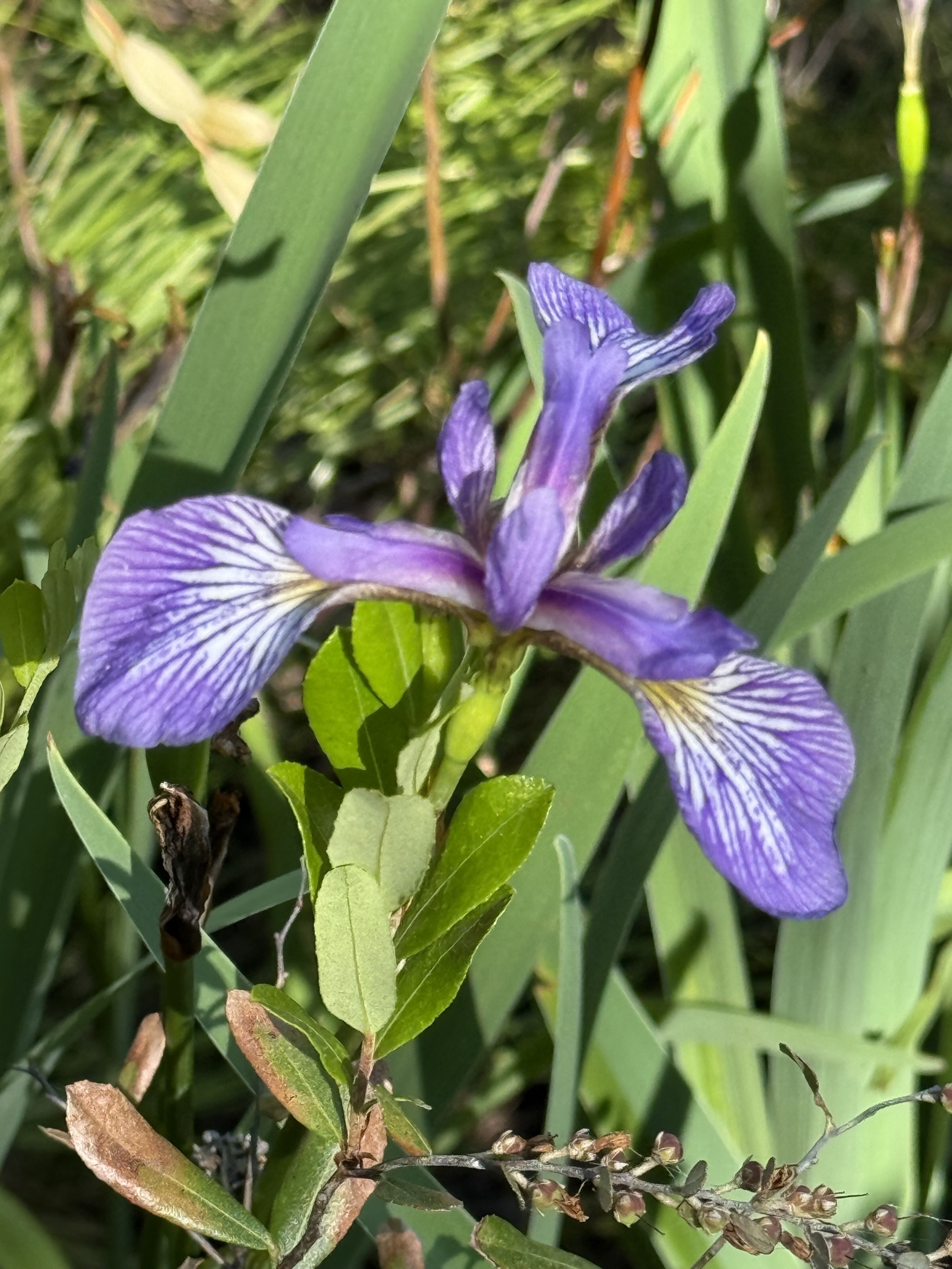 The Wild Gardens of Acadia