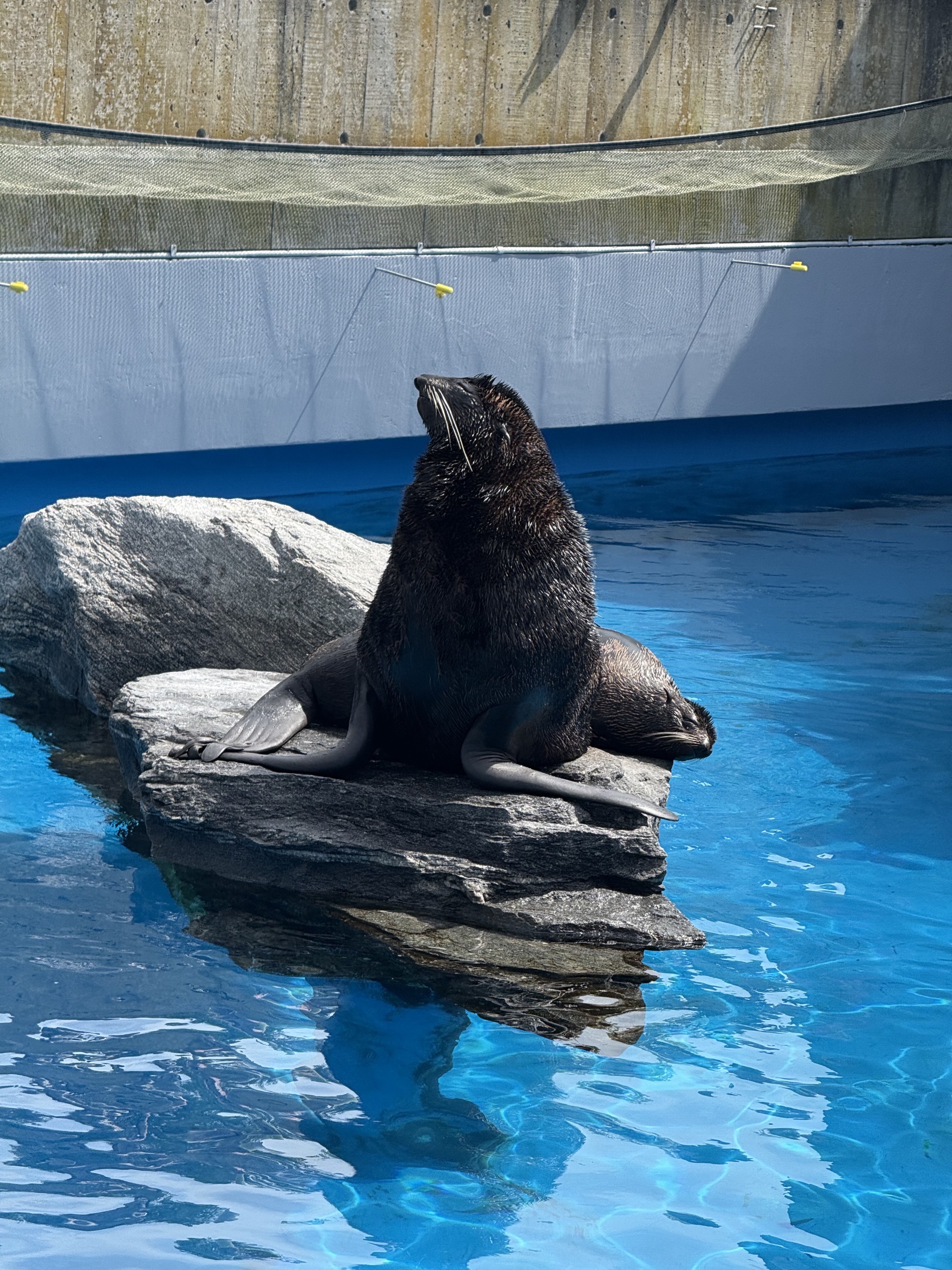 Seals