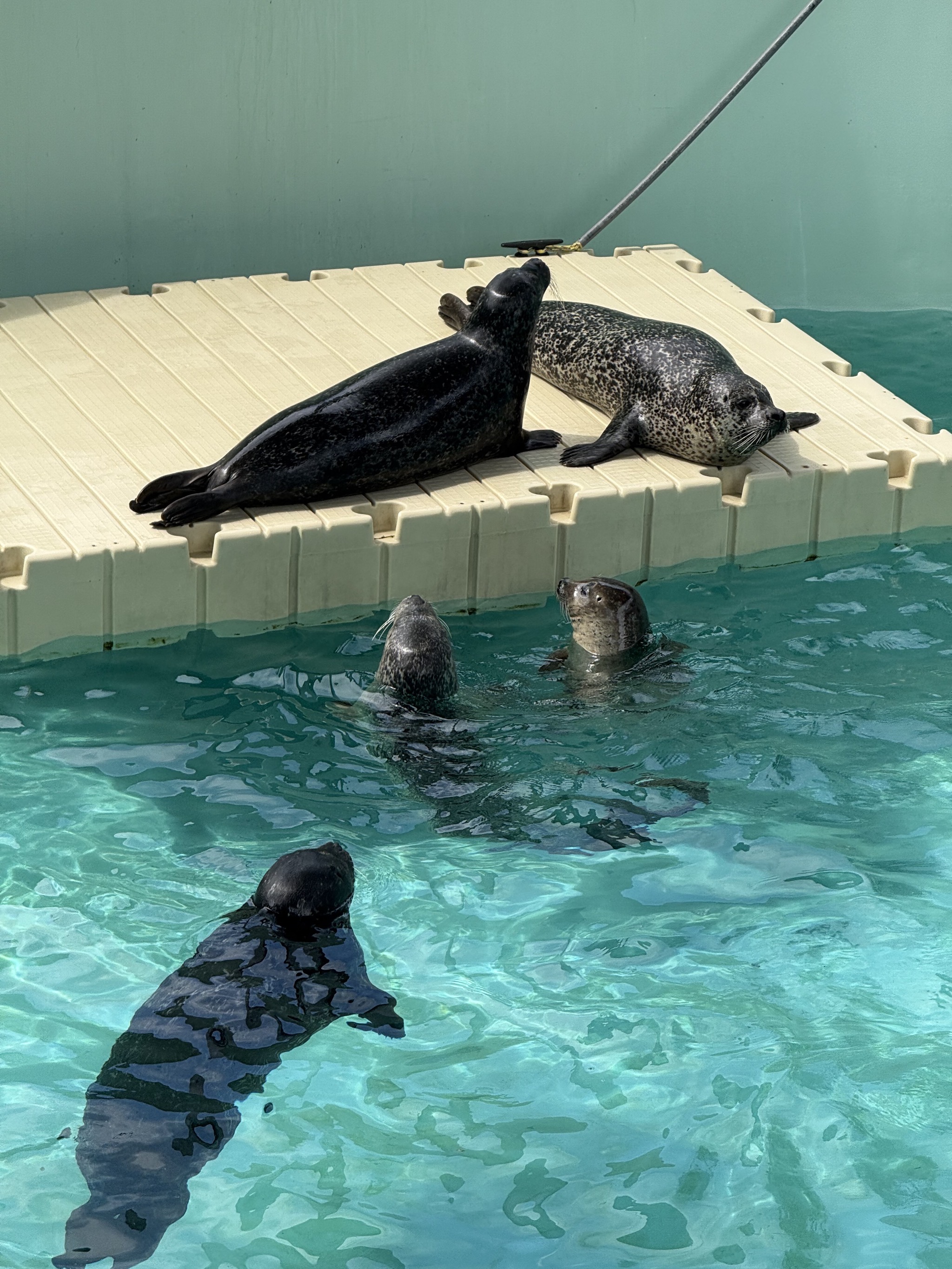 Seal lions