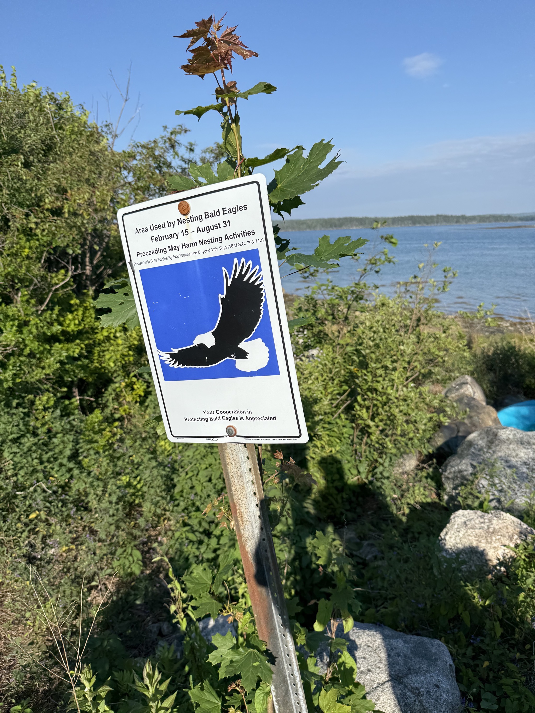 Area used by nesting bald eagles