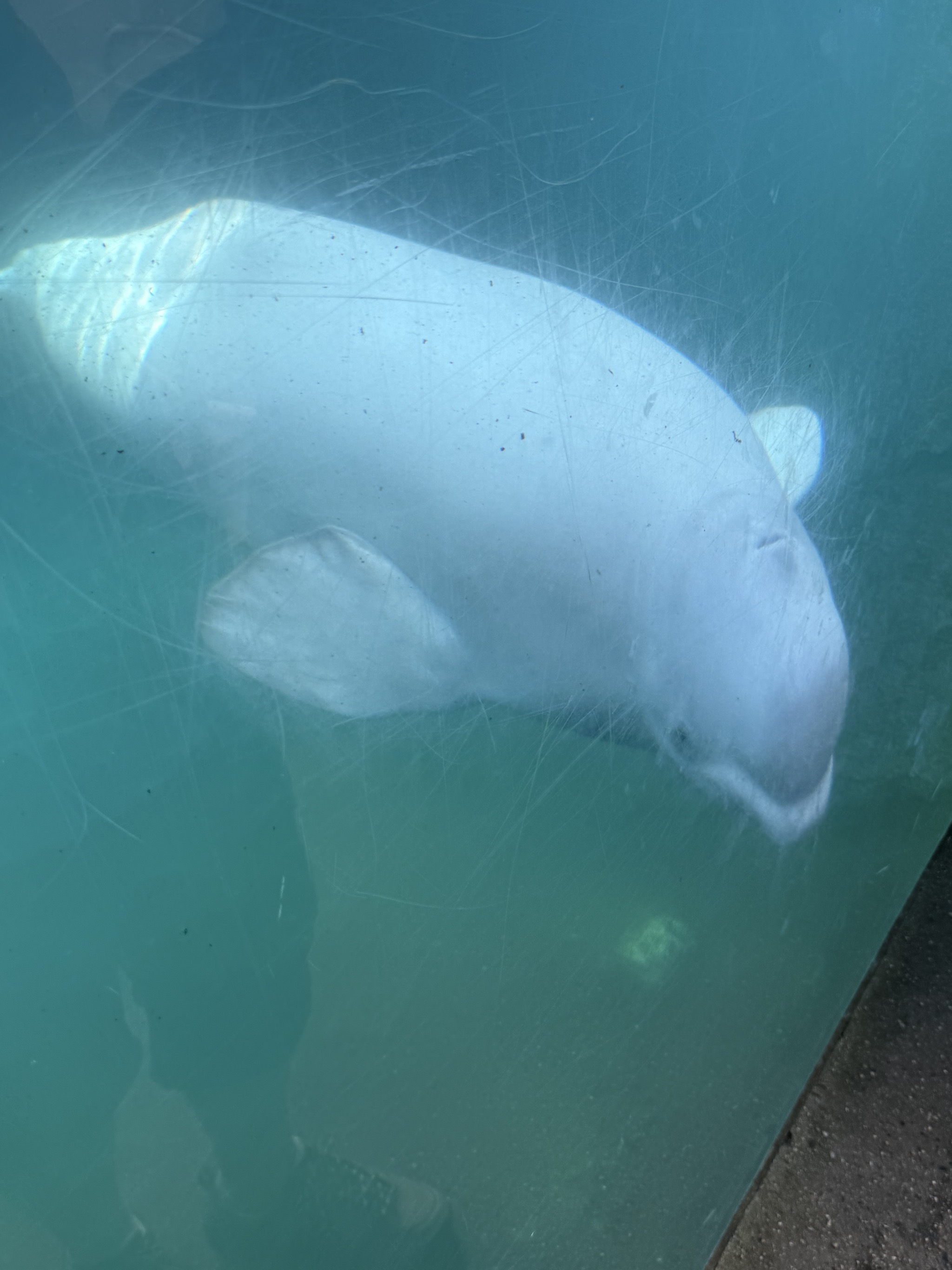 Beluga