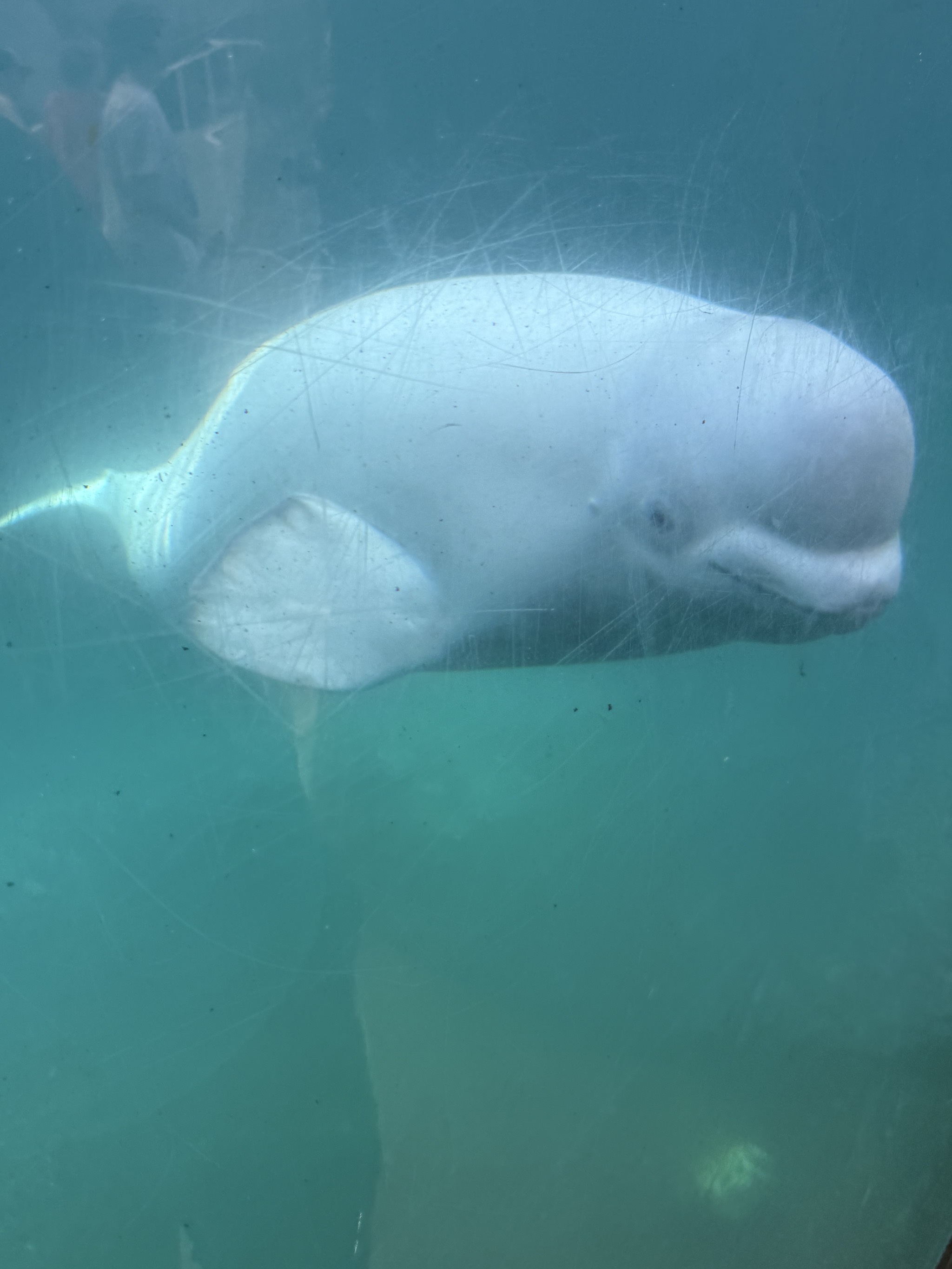 Beluga