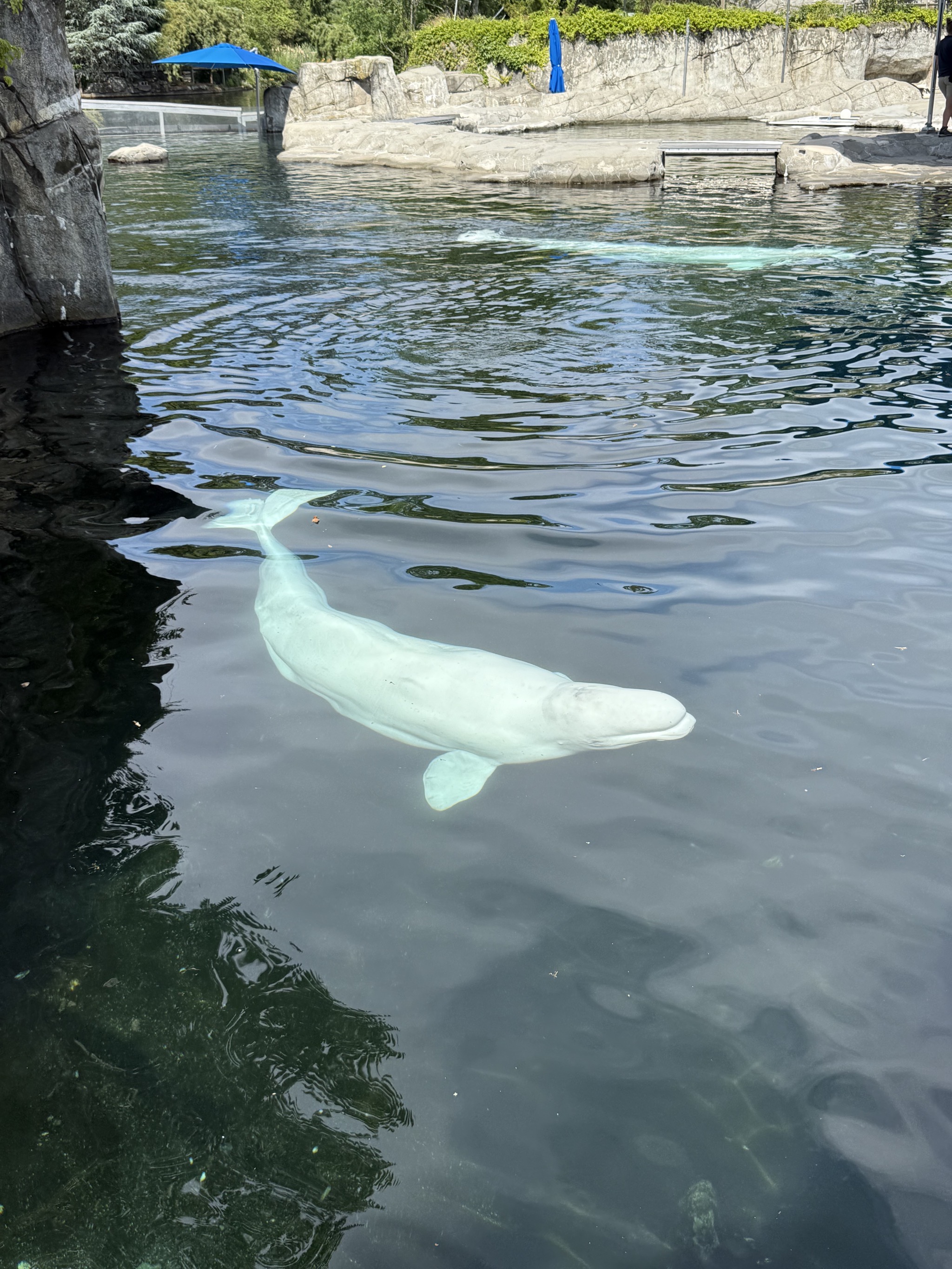 Belugas