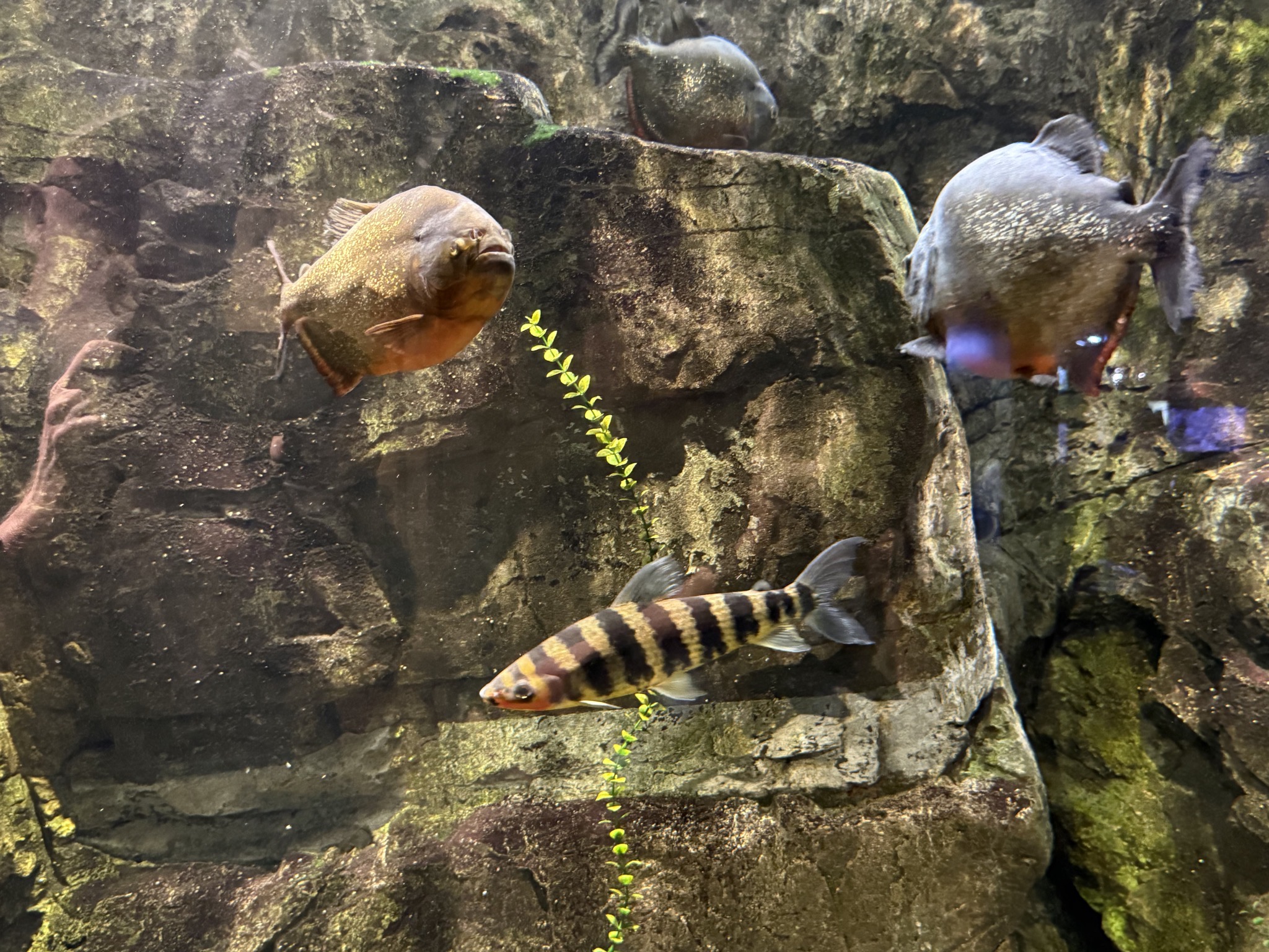 Fish