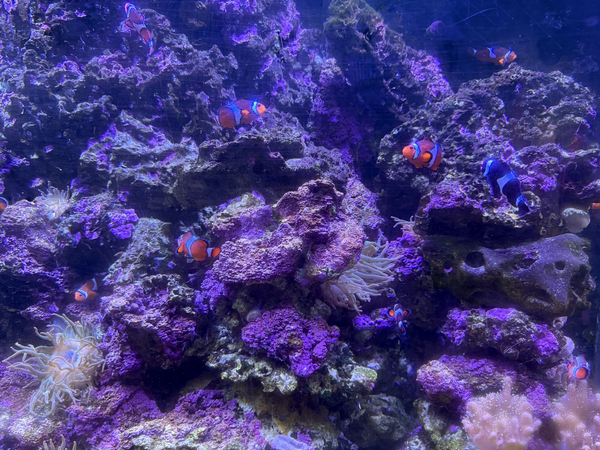 Fish