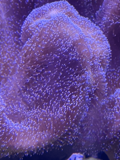 Coral