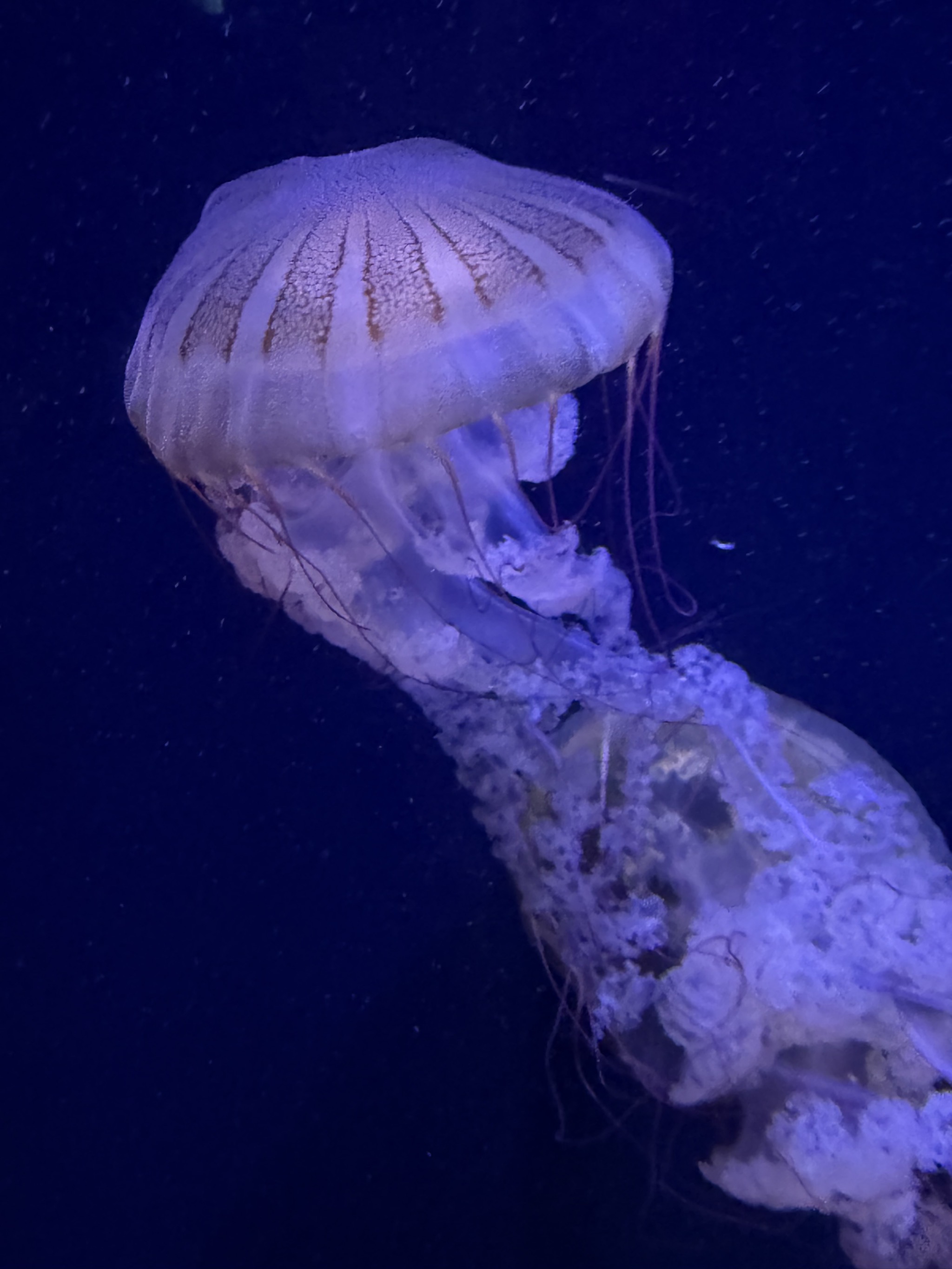 Jellyfish