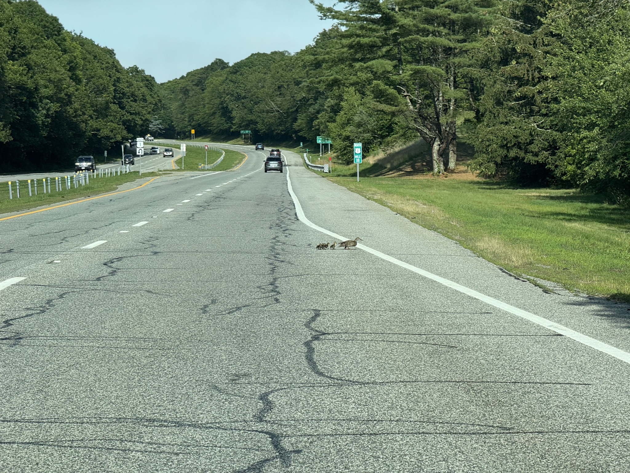 Duck and ducklings crossing the highway