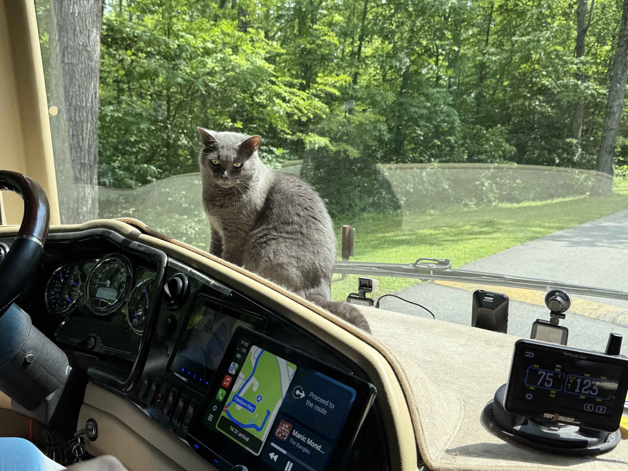 Paladin on the dash