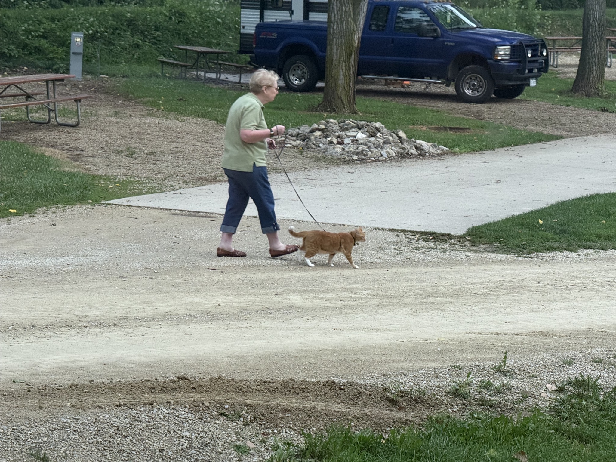 A woman walking a cat on a leash