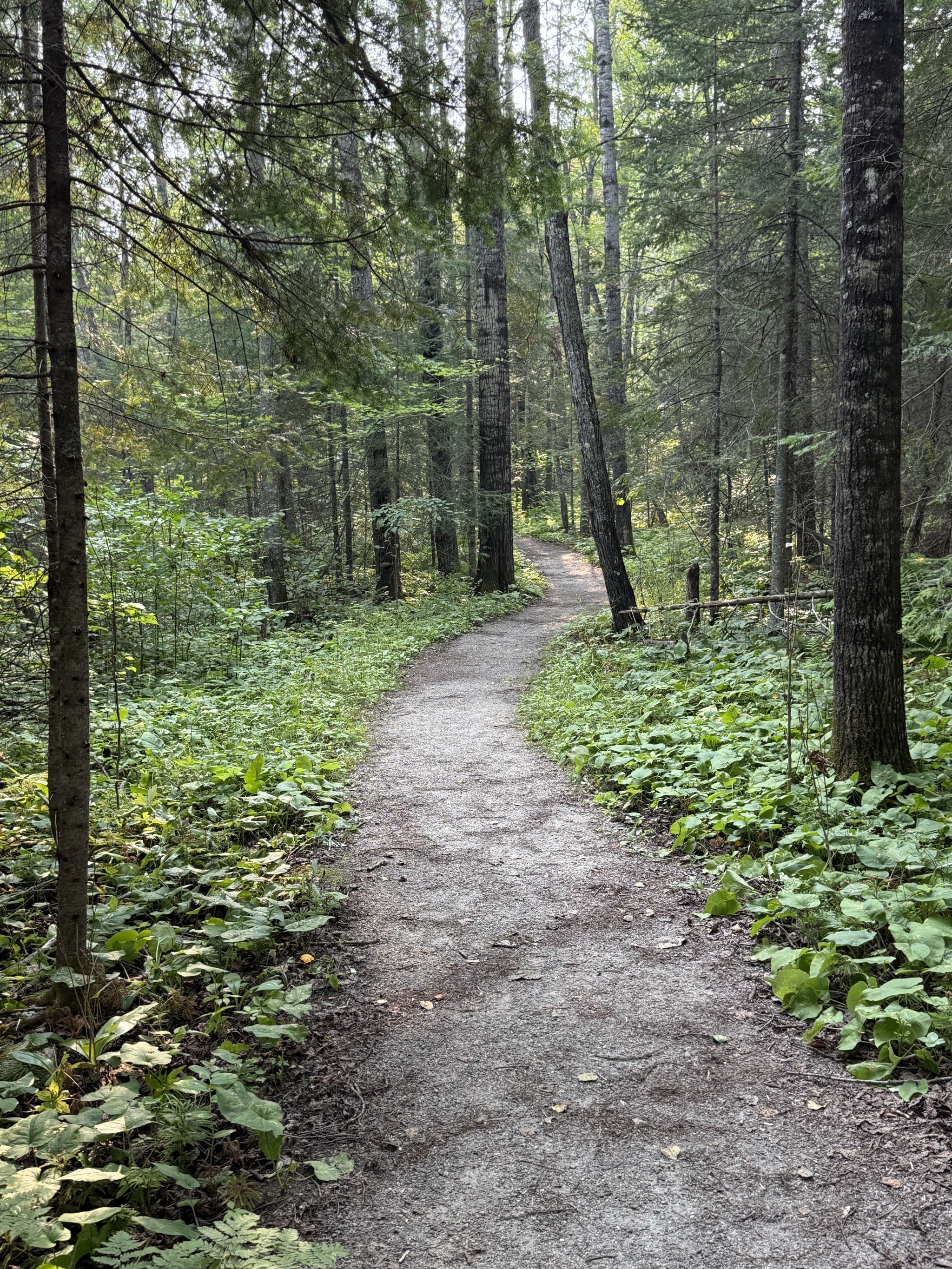 Beaver Pond Overlook Trail