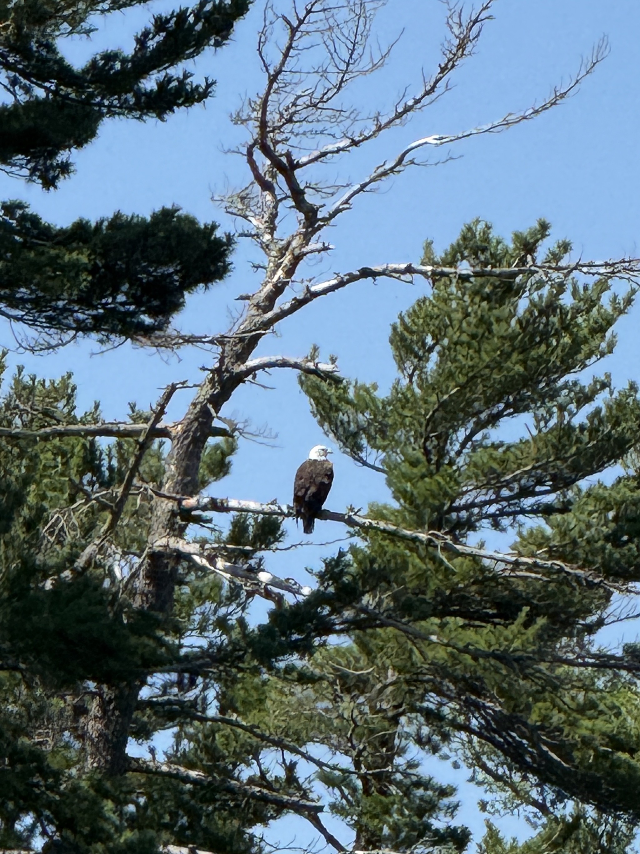 Bald eagle