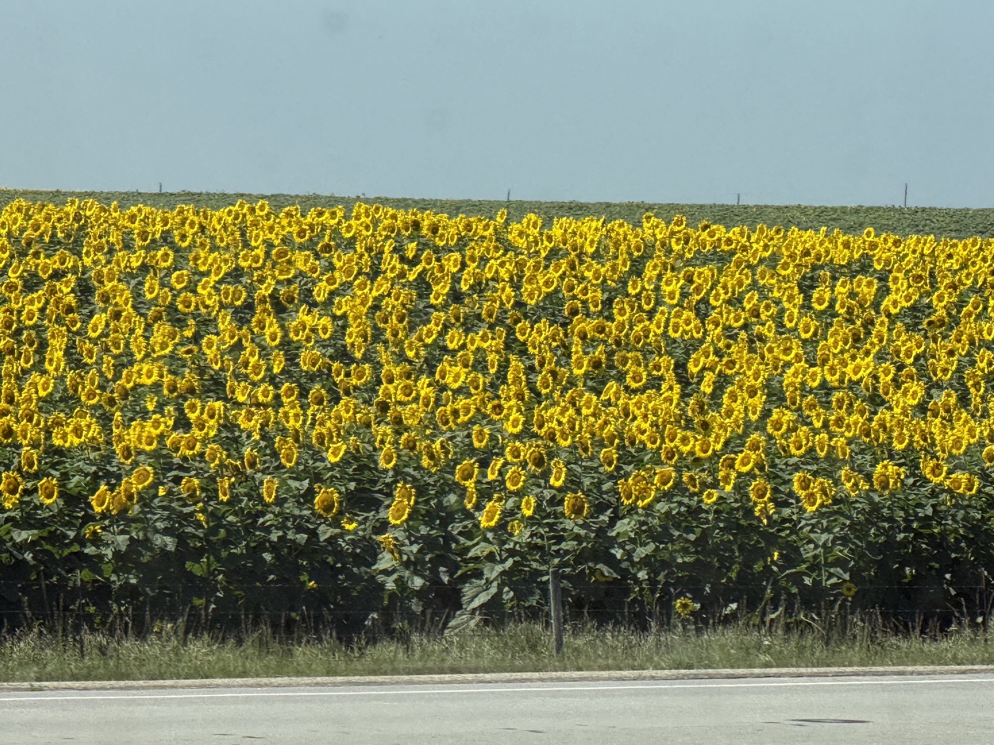 Sunflowers