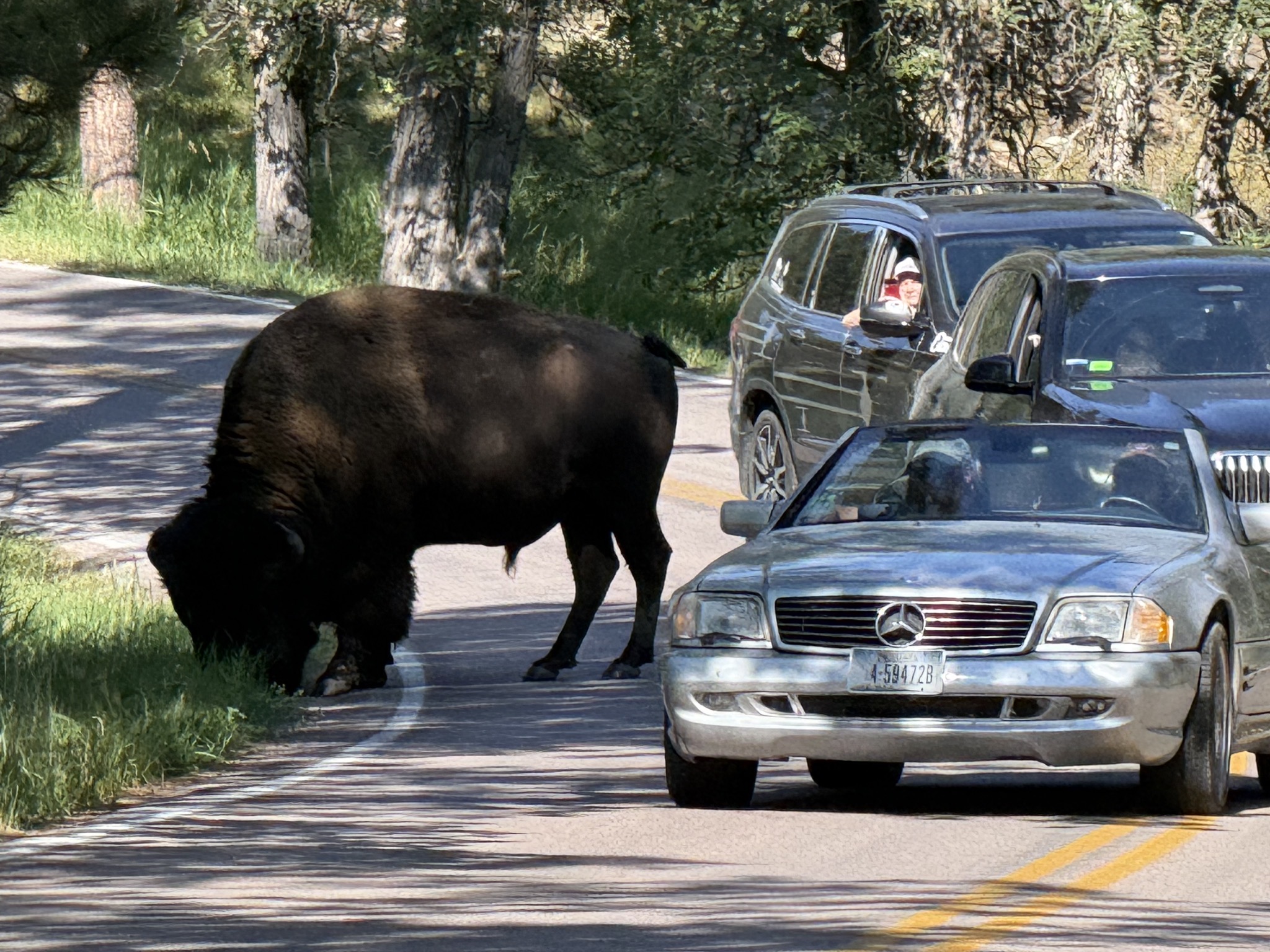 A buffalo on the road