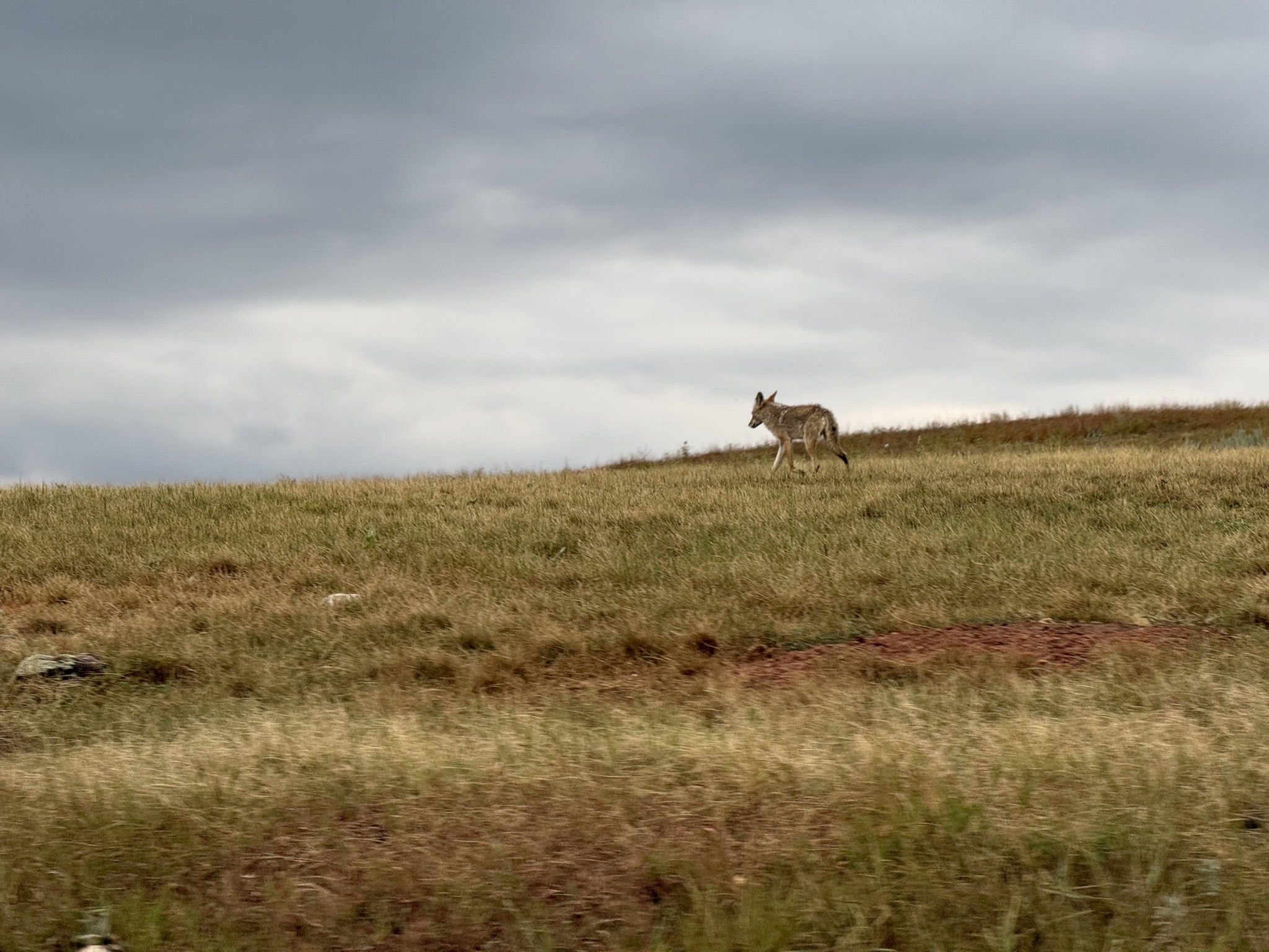 Coyote