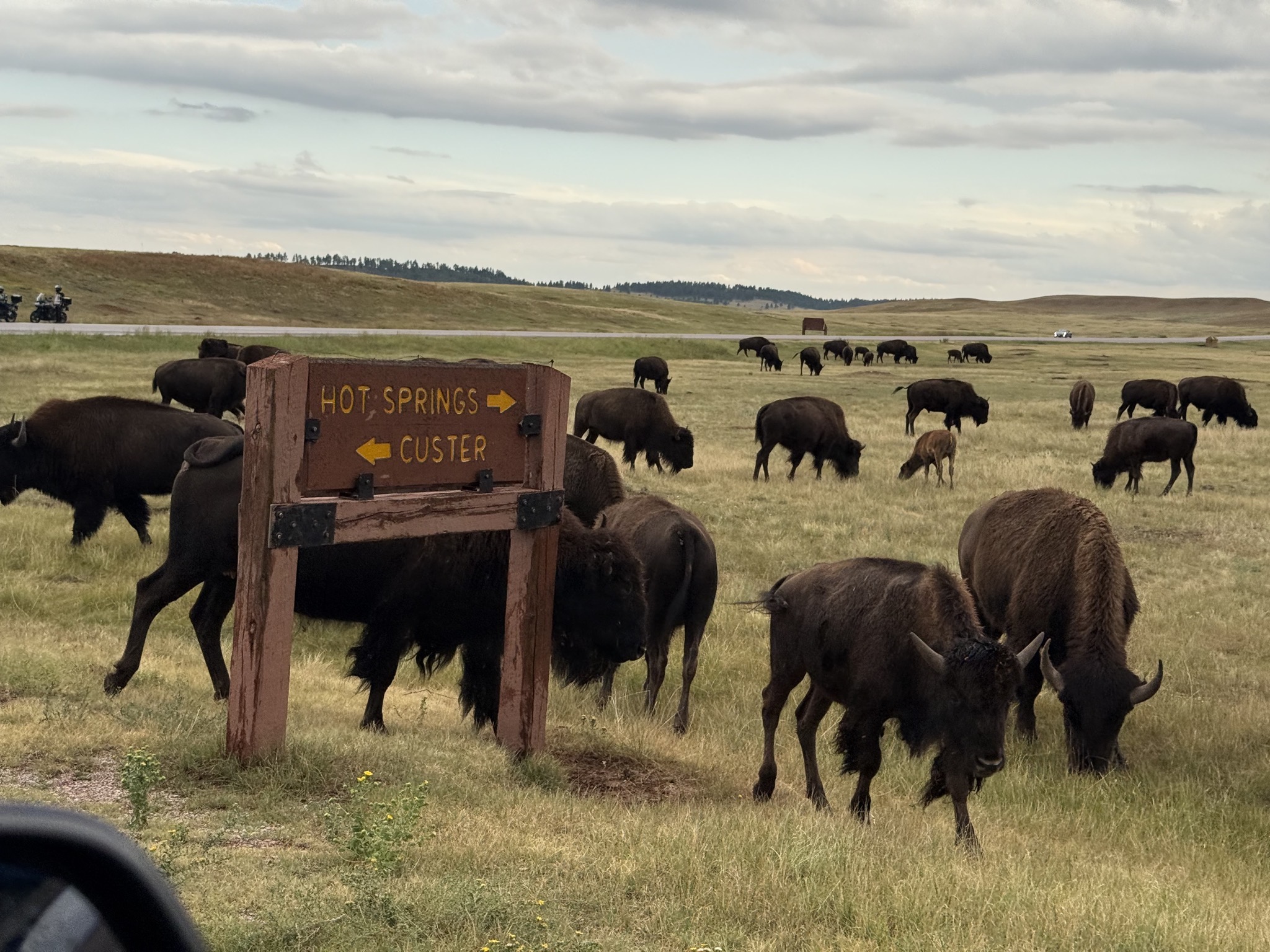 Buffalo