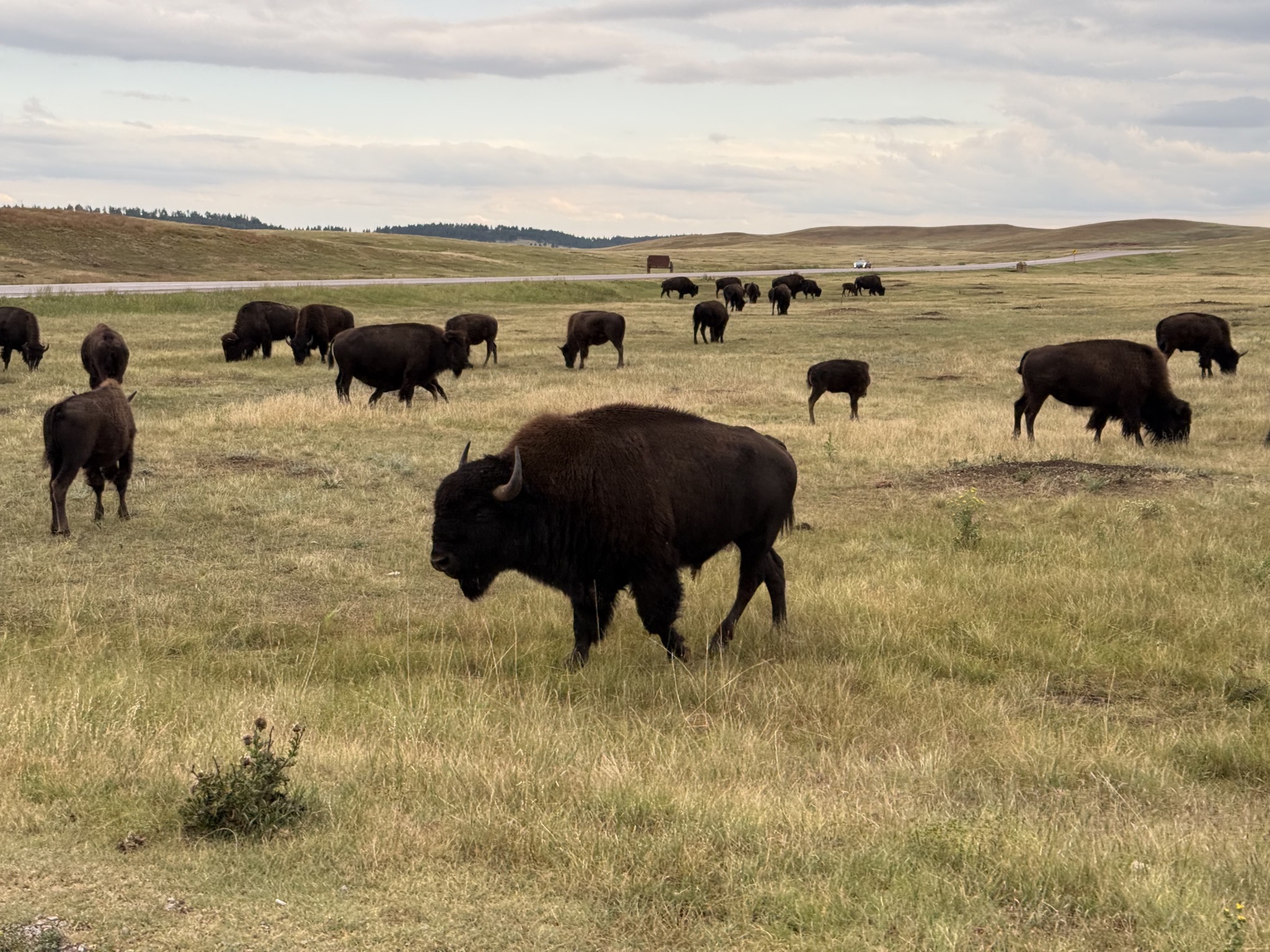 Buffalo