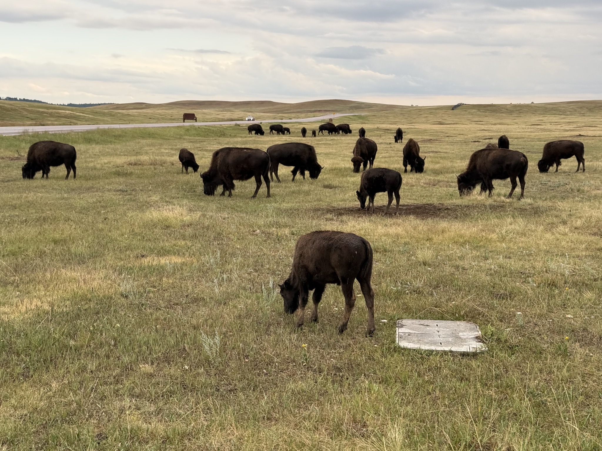 Buffalo