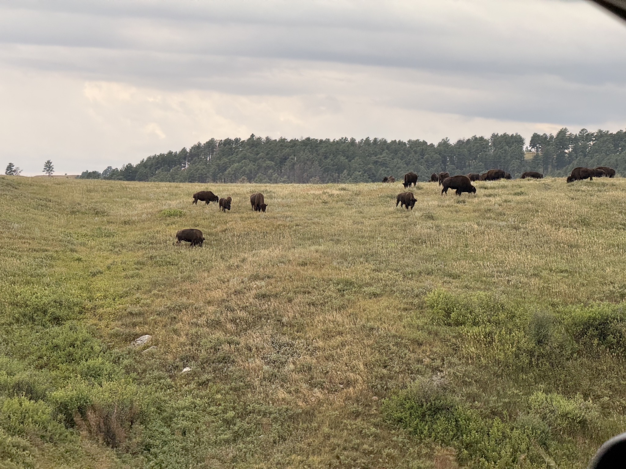 Buffalo