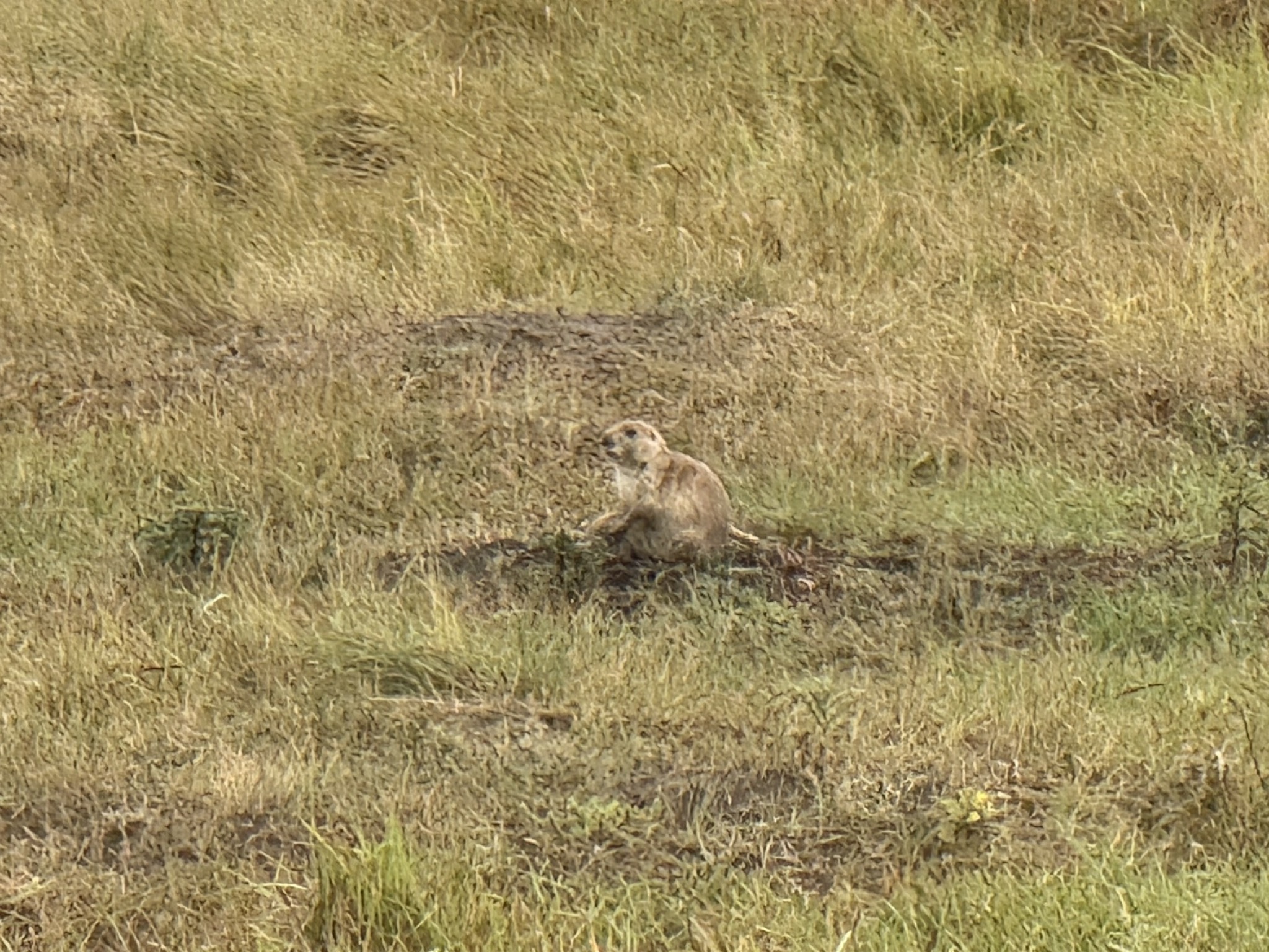 Prairie dog