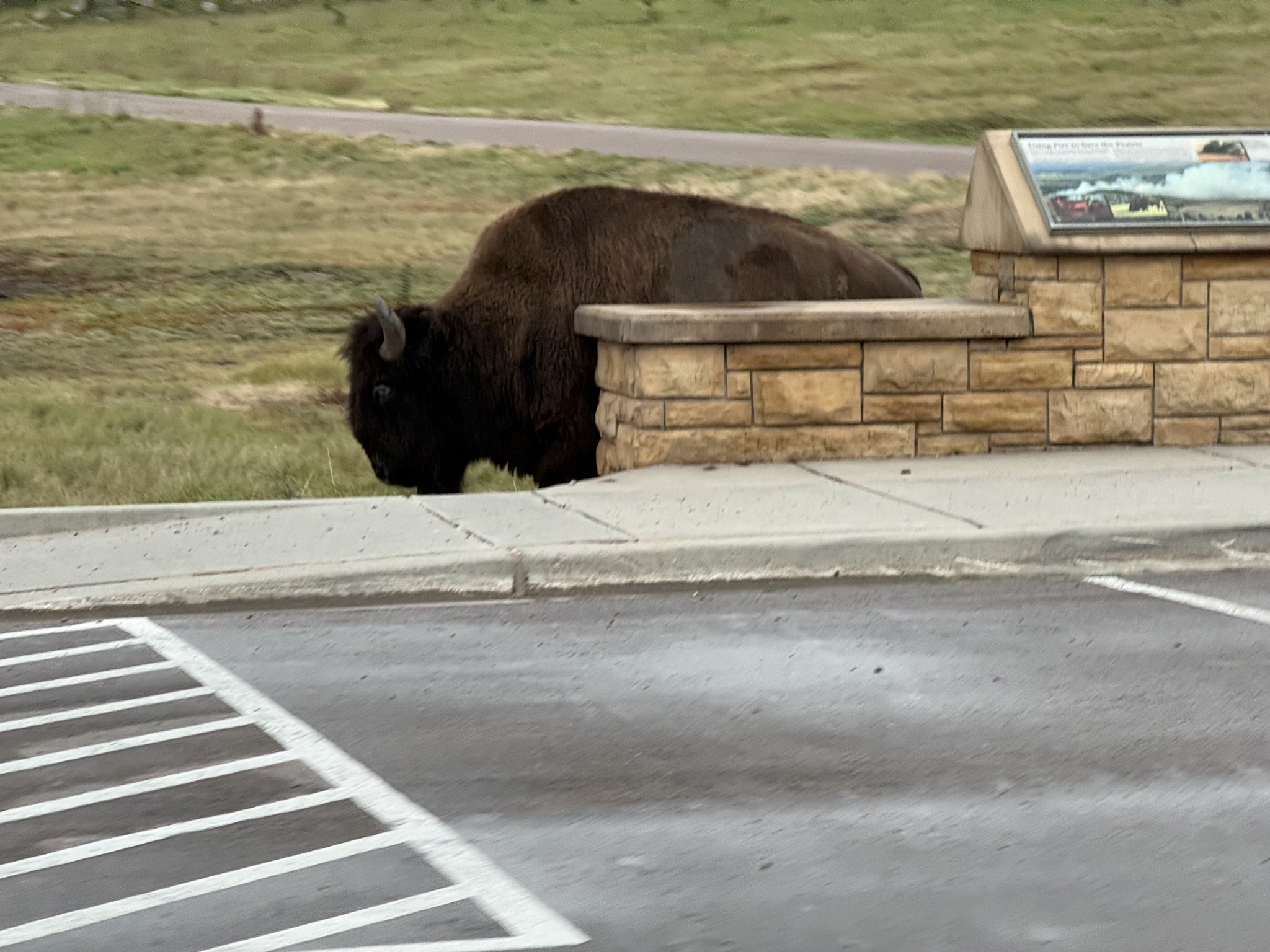 Buffalo hiding behind a sign