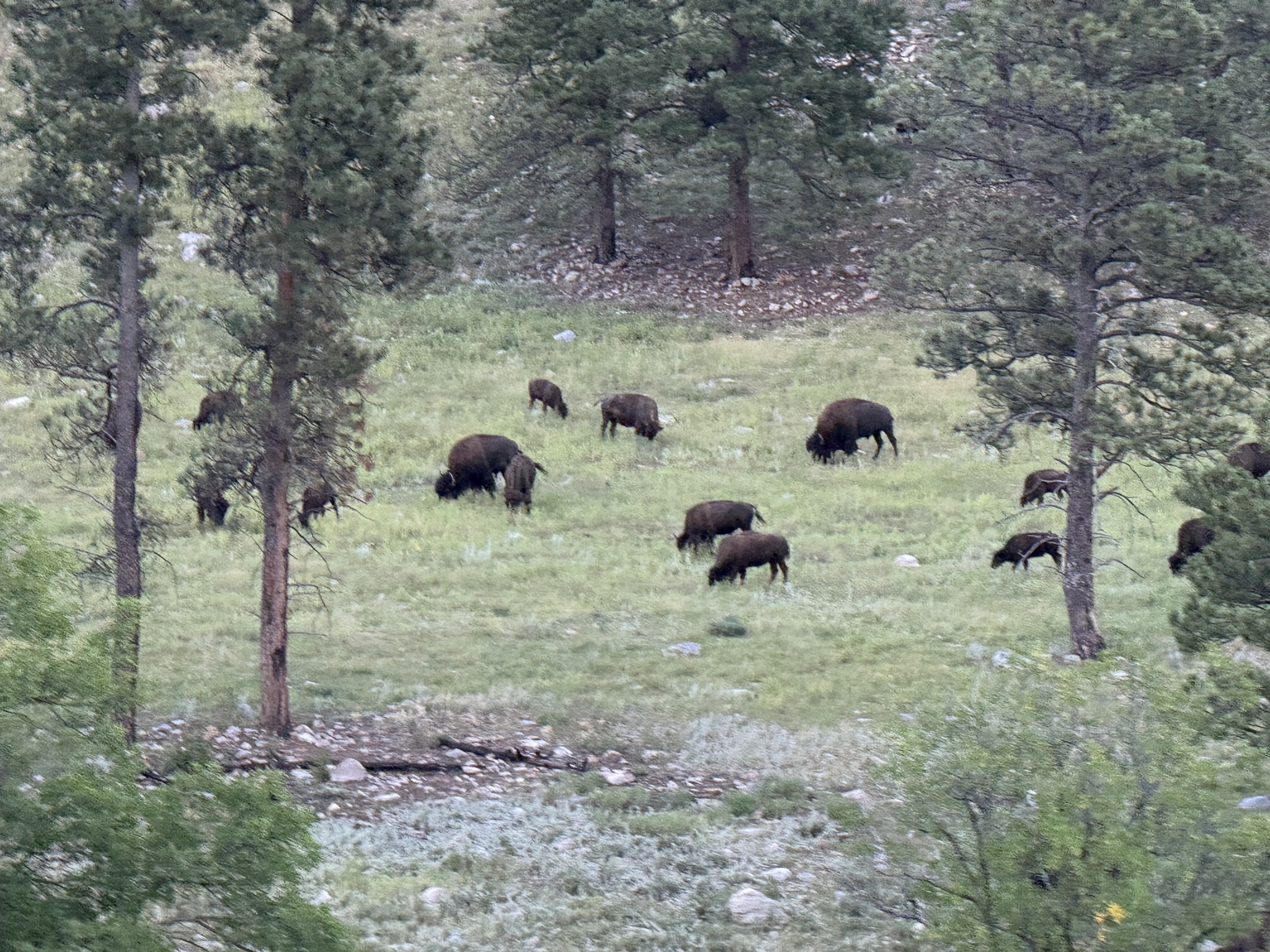 Buffalo