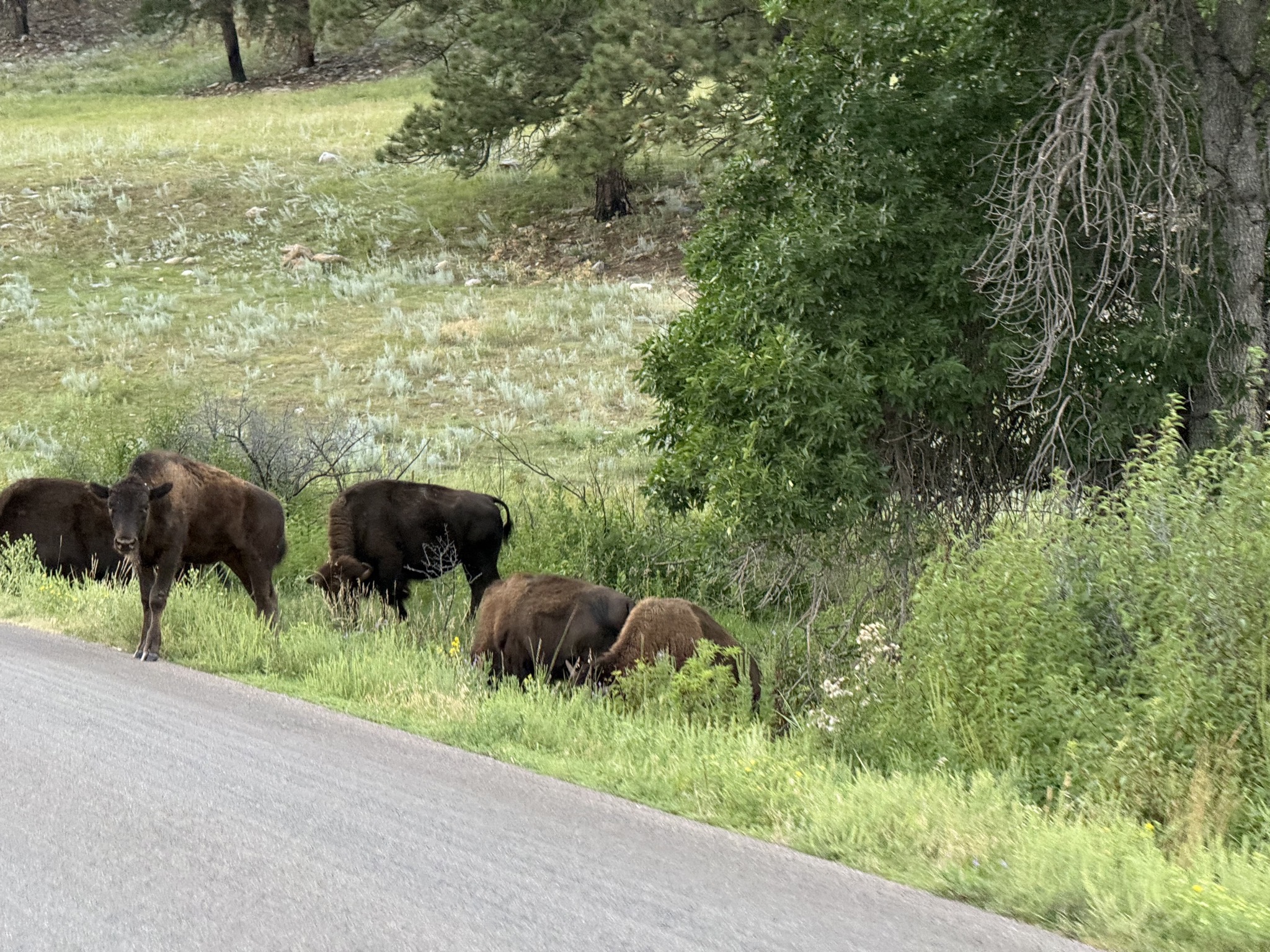 Buffalo