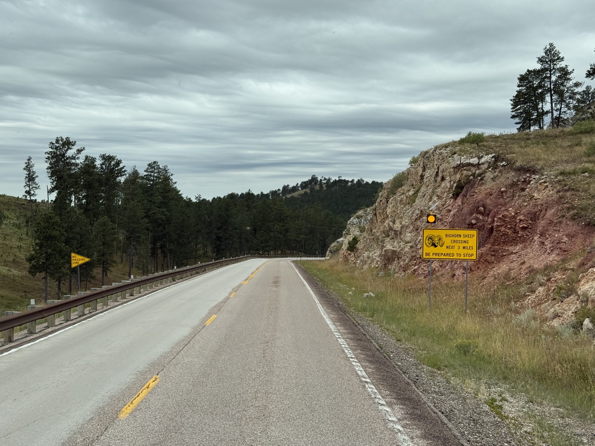 Bighorn Sheep Crossing