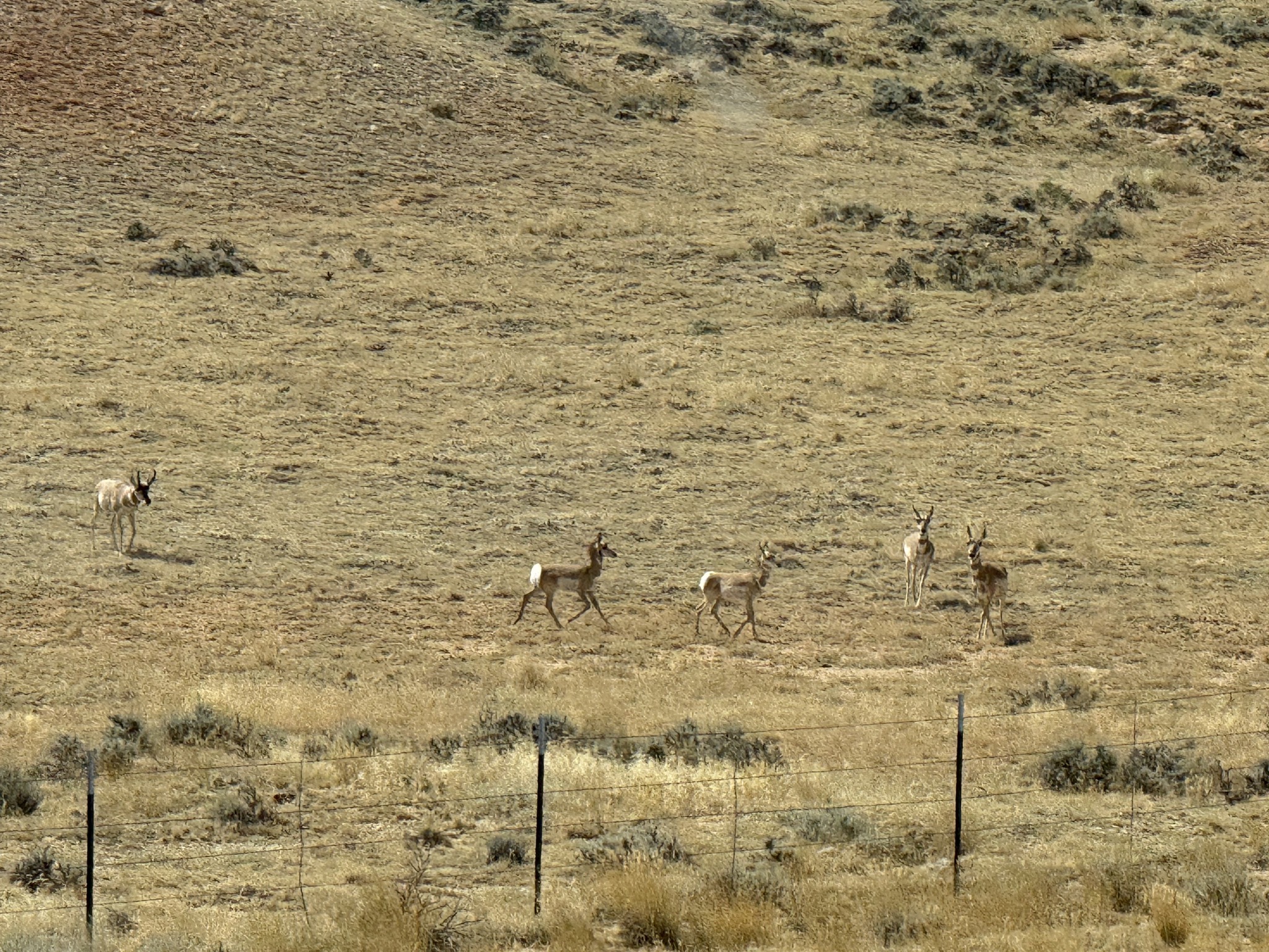 Wildlife