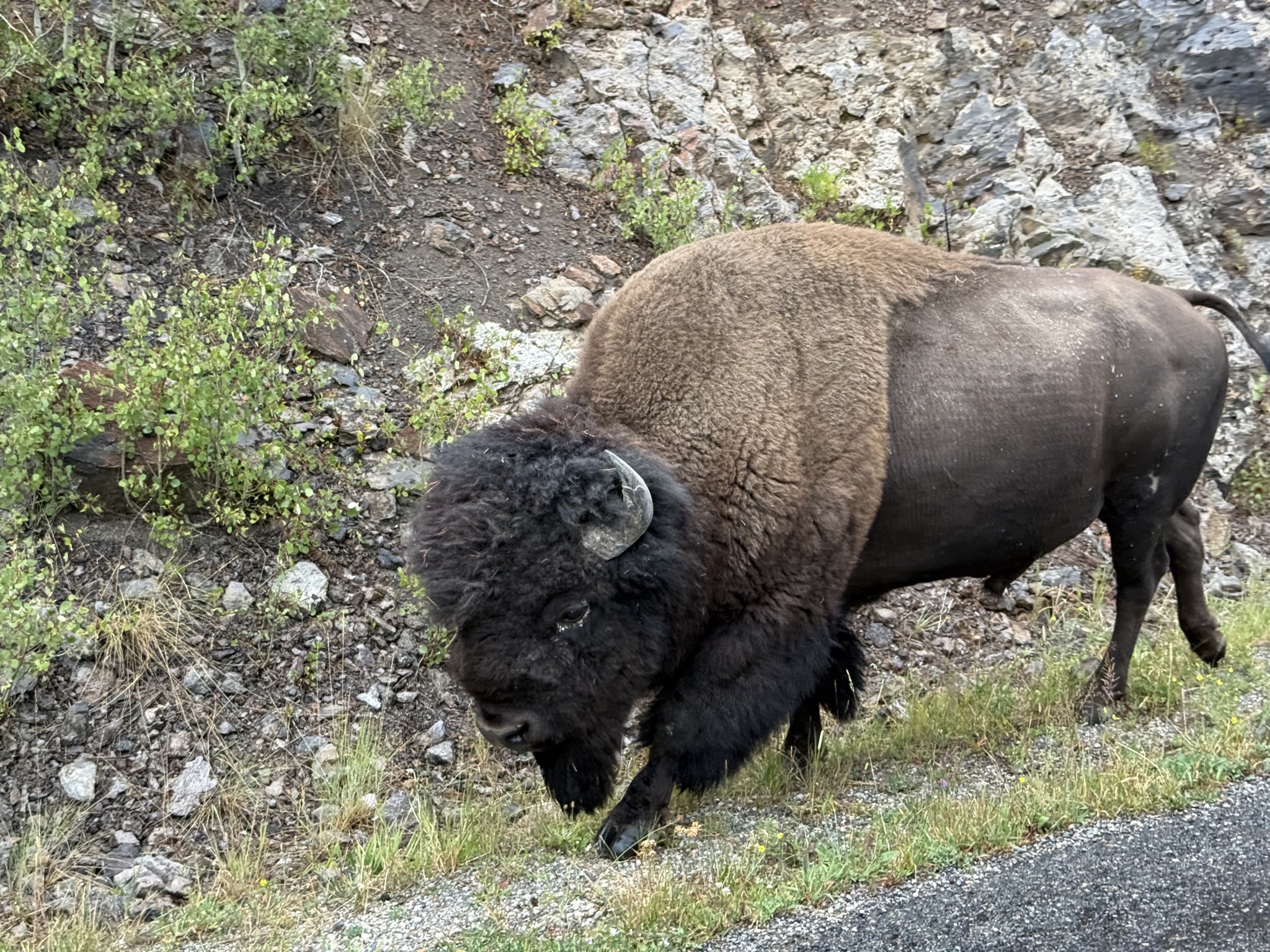 A bison on the side of the road