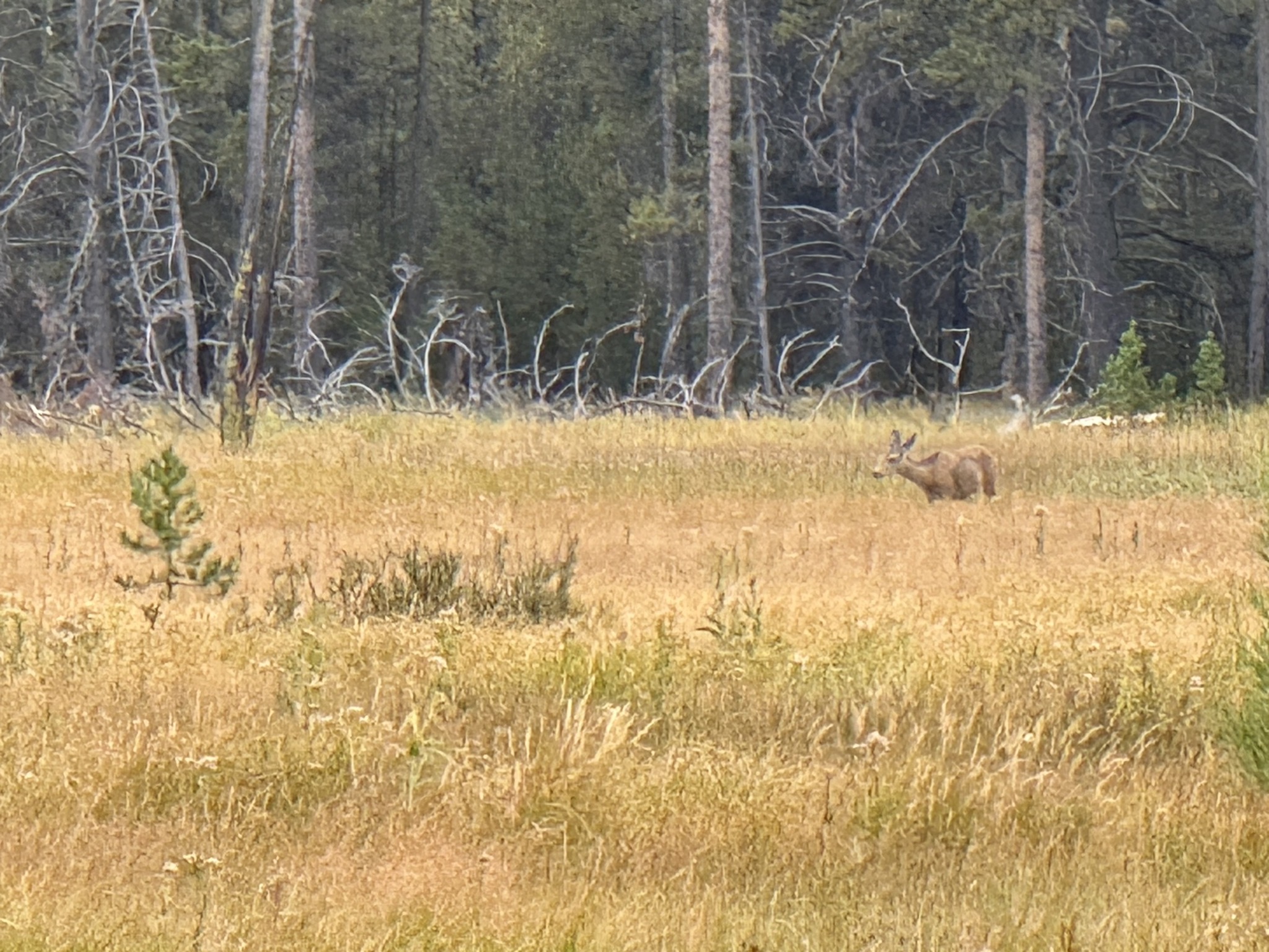Norris Meadows