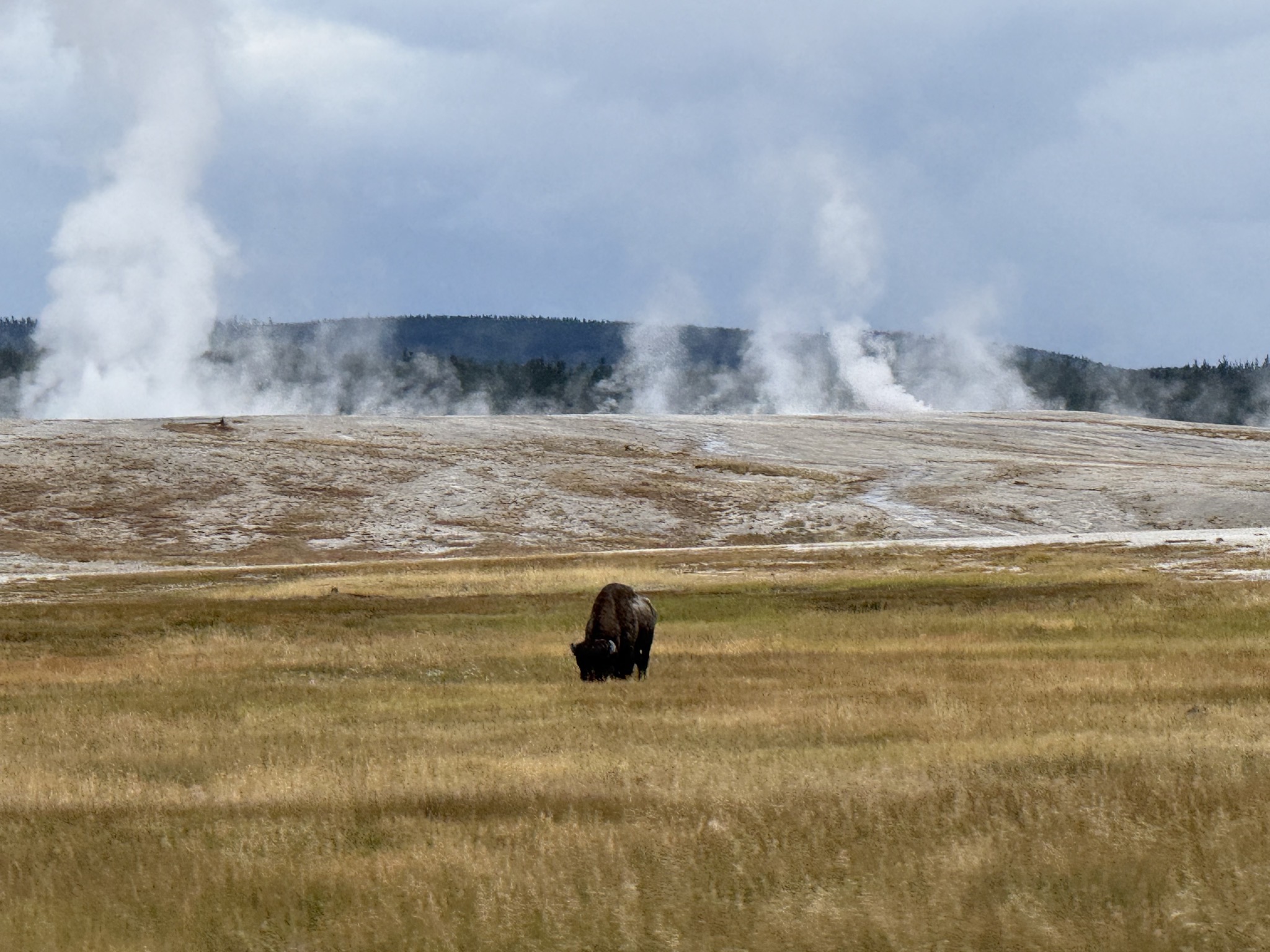 Bison