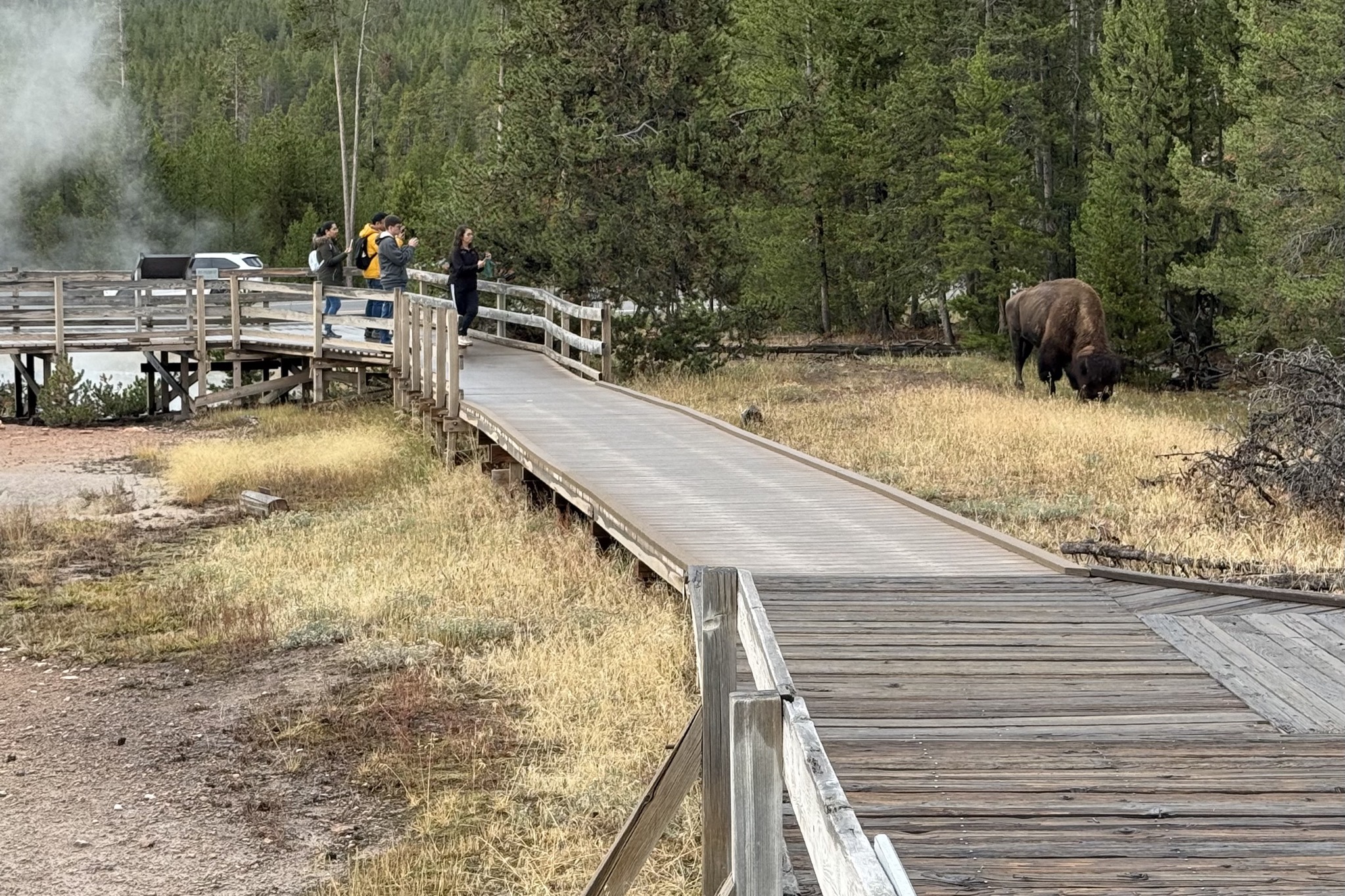Bison