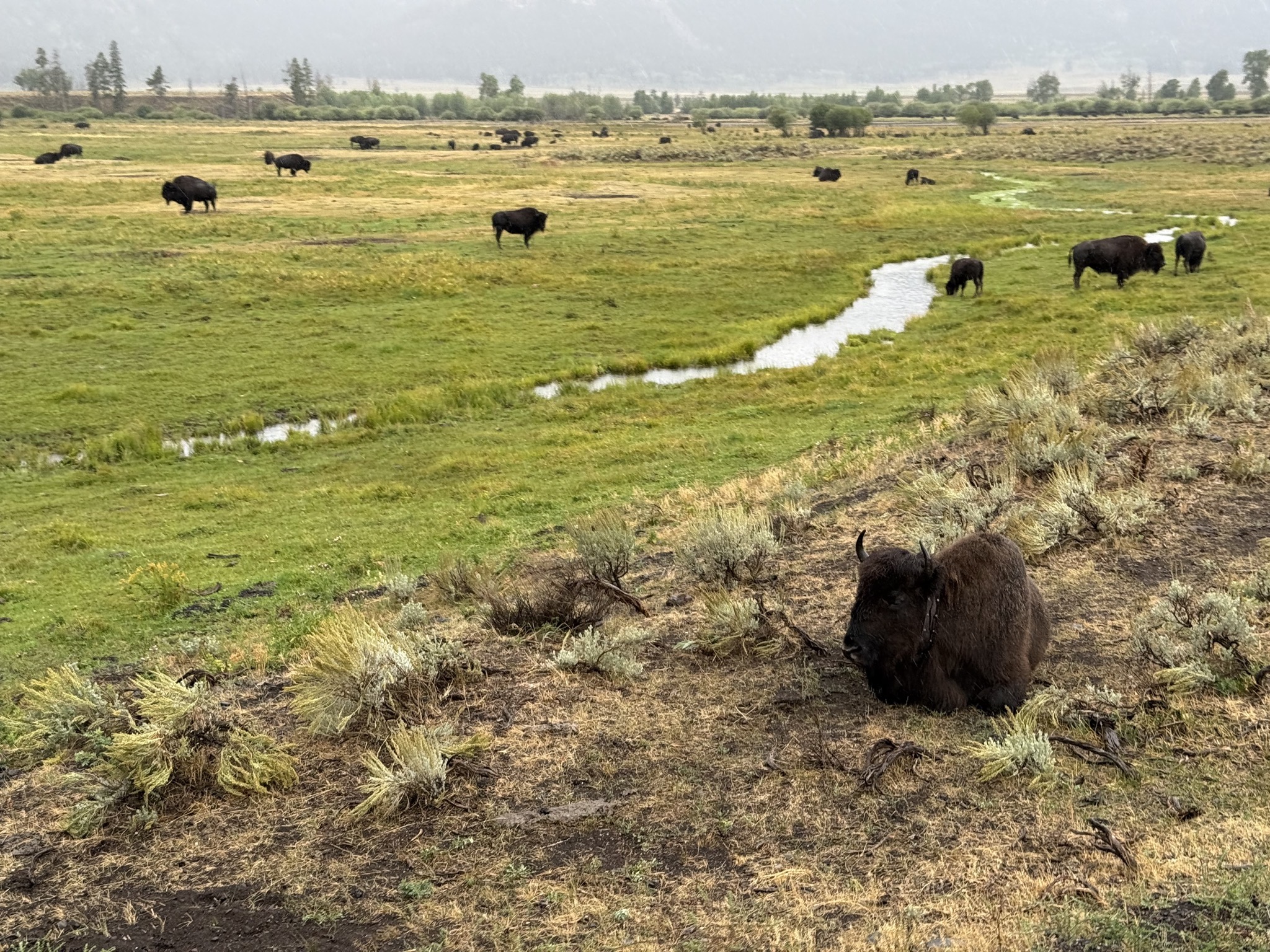 Bison in Lamar Valley
