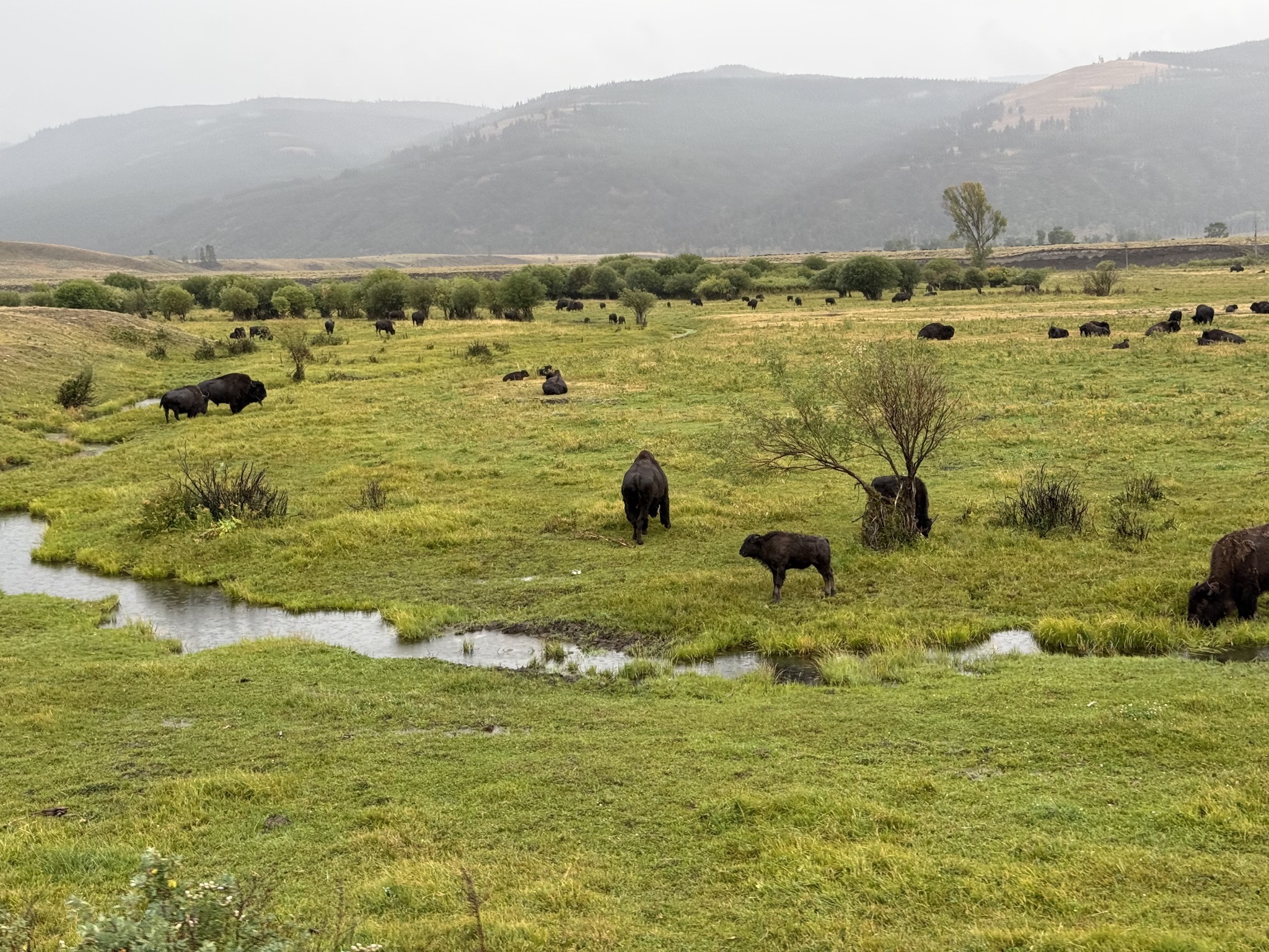Bison in Lamar Valley