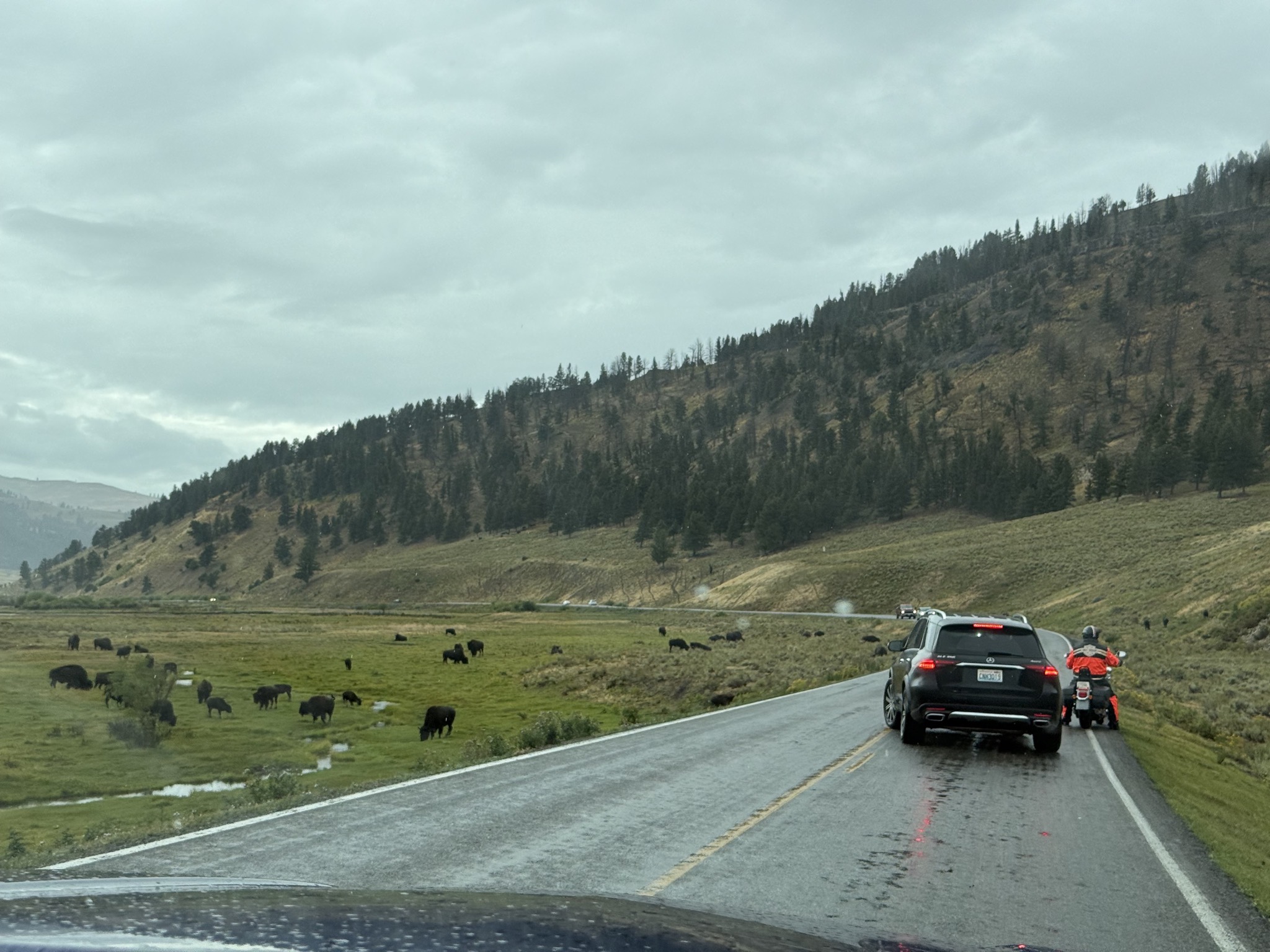 Bison in Lamar Valley